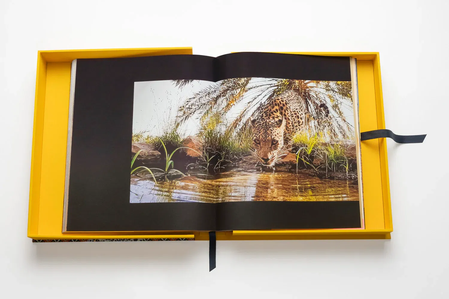 Arabian Leopard (Ultimate)