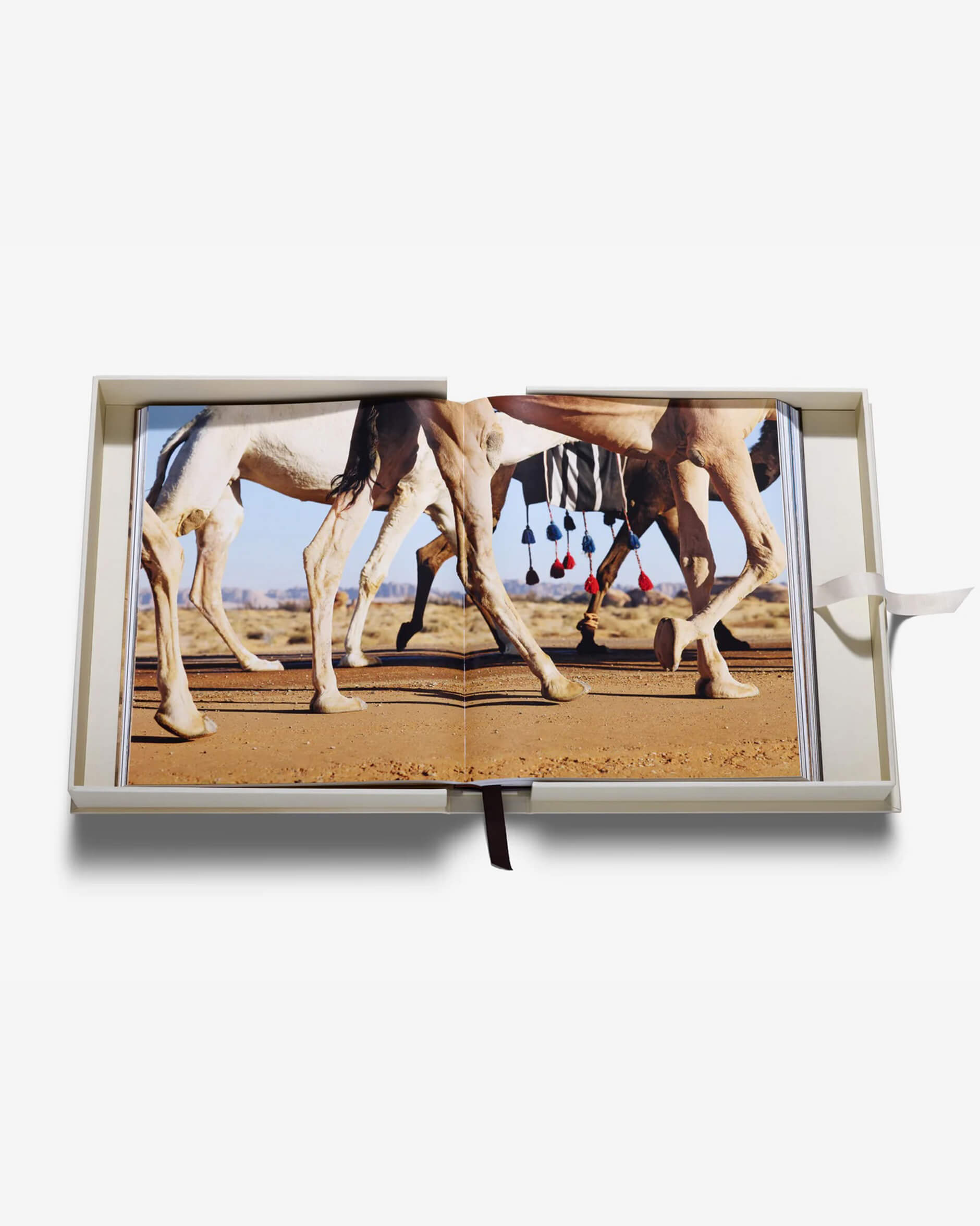 Grace in The Desert: The Beauty of Saudi Arabia's Camels