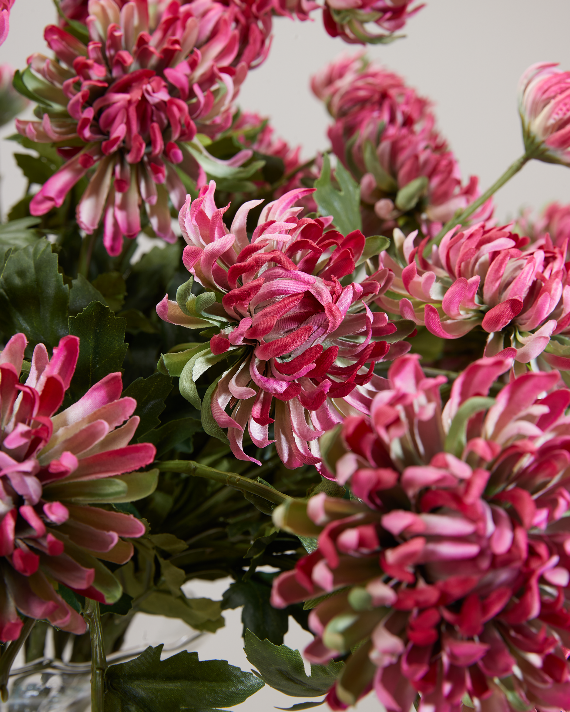 Pink cut chrysanthemum