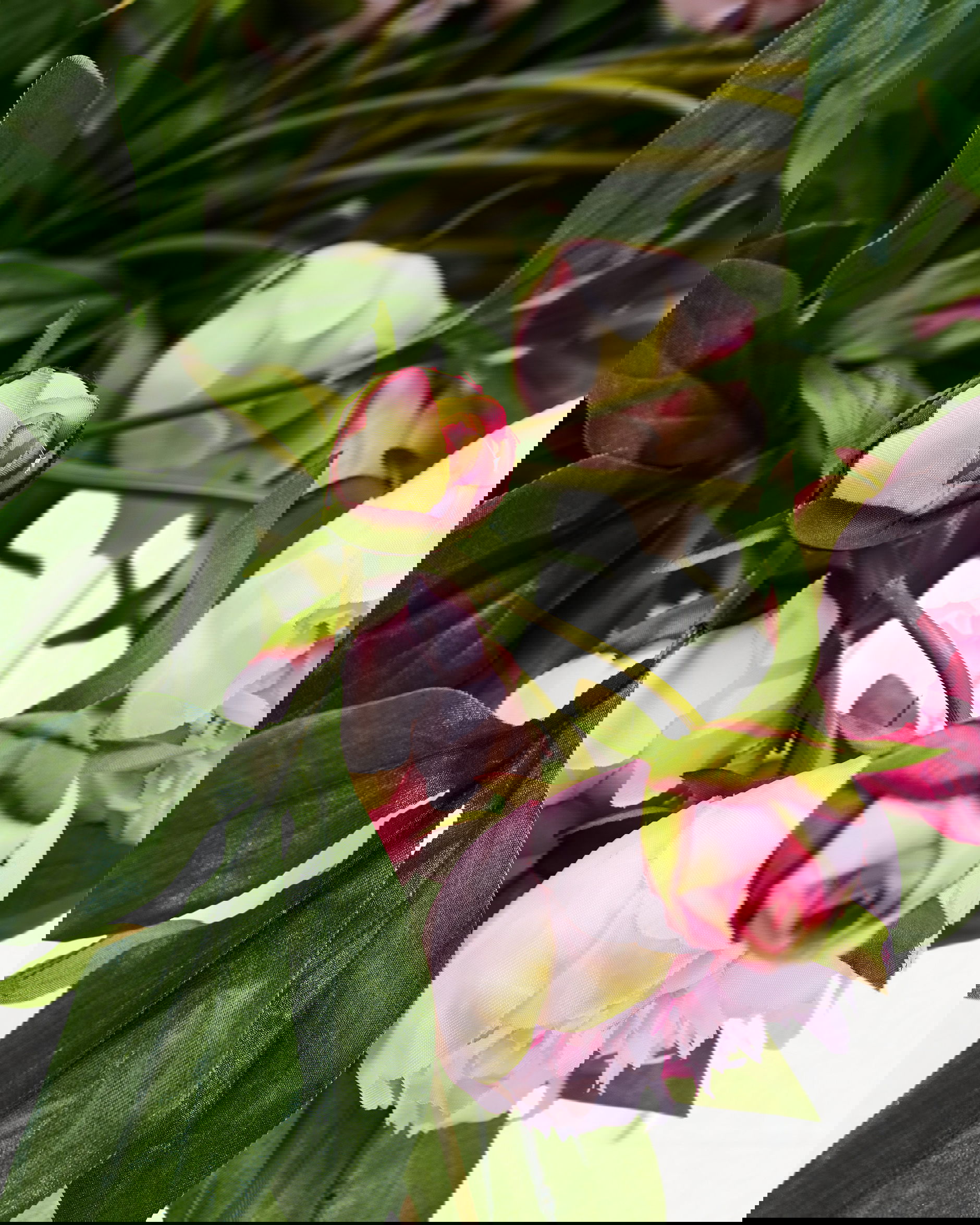 Pfingstrose Schnittblume rosa