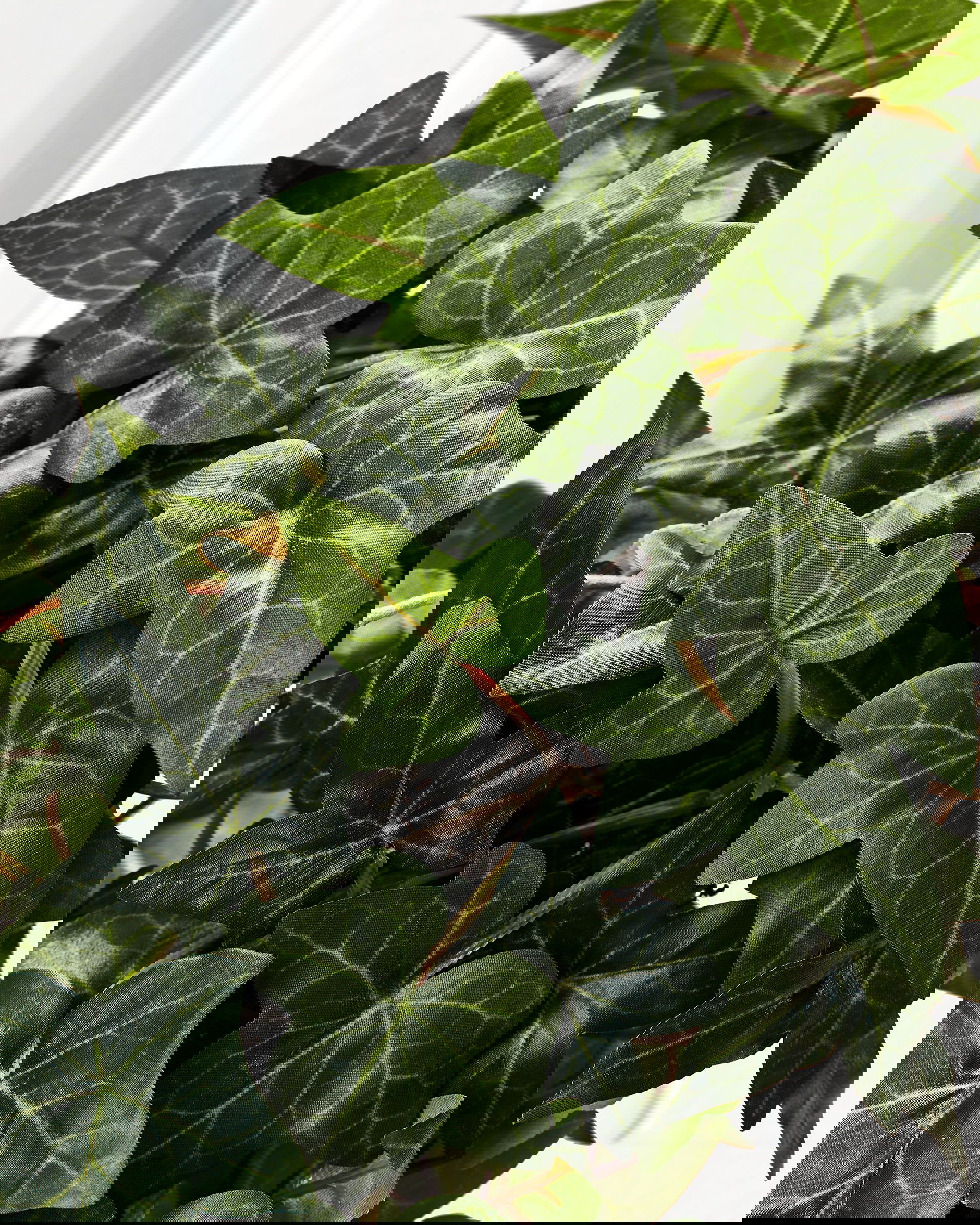 Murgröna krukväxt grön