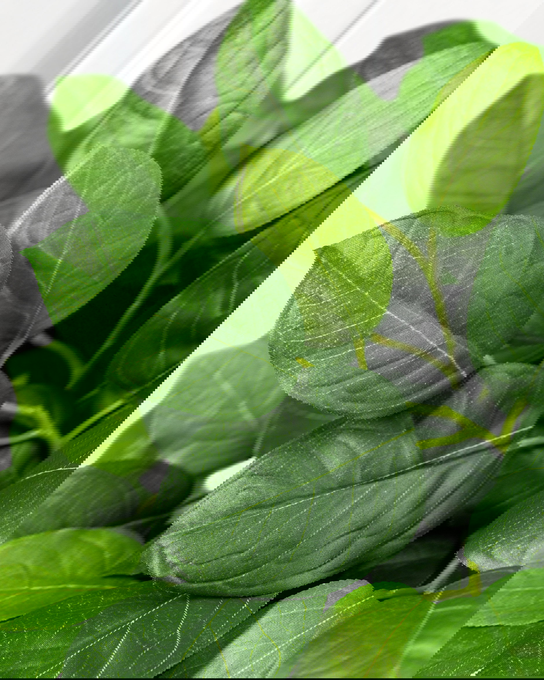 Bladkvist snittblomma grön