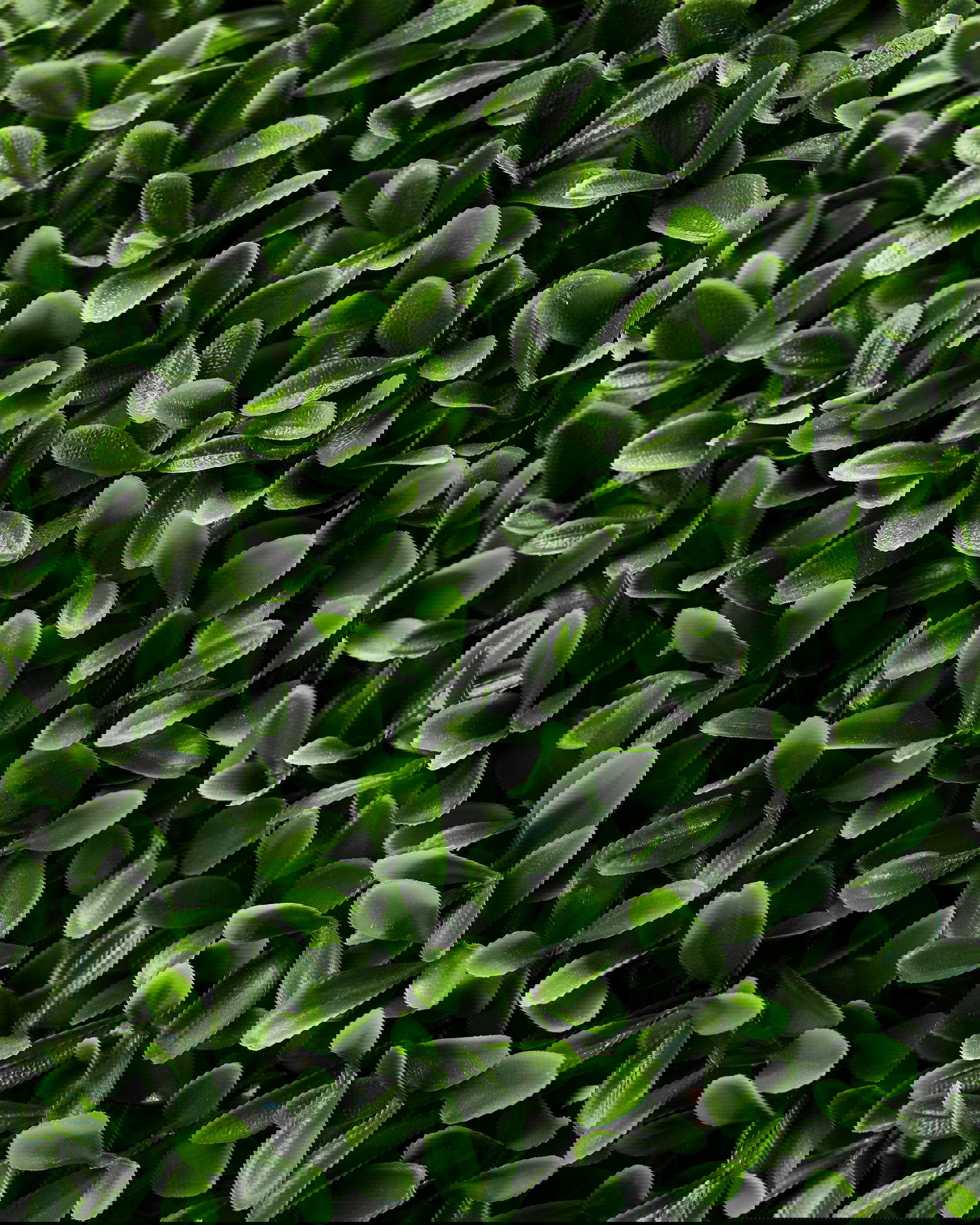 Buxbom konstväxt grön