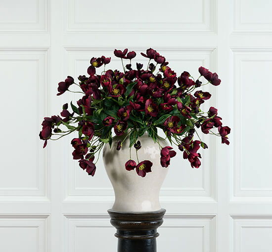 Christmas Rose Cut Flower Burgundy