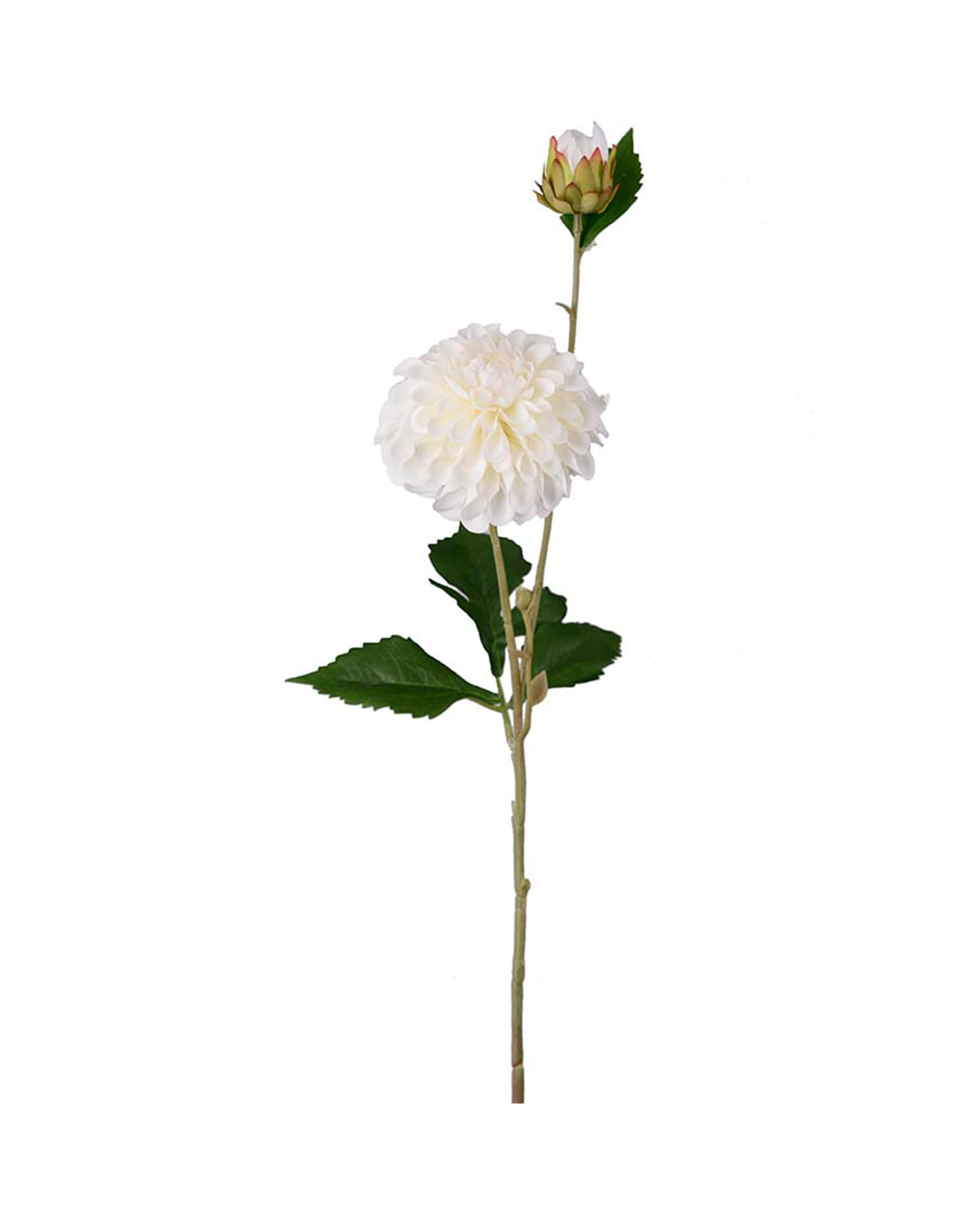 Dahlia snittblomma cream