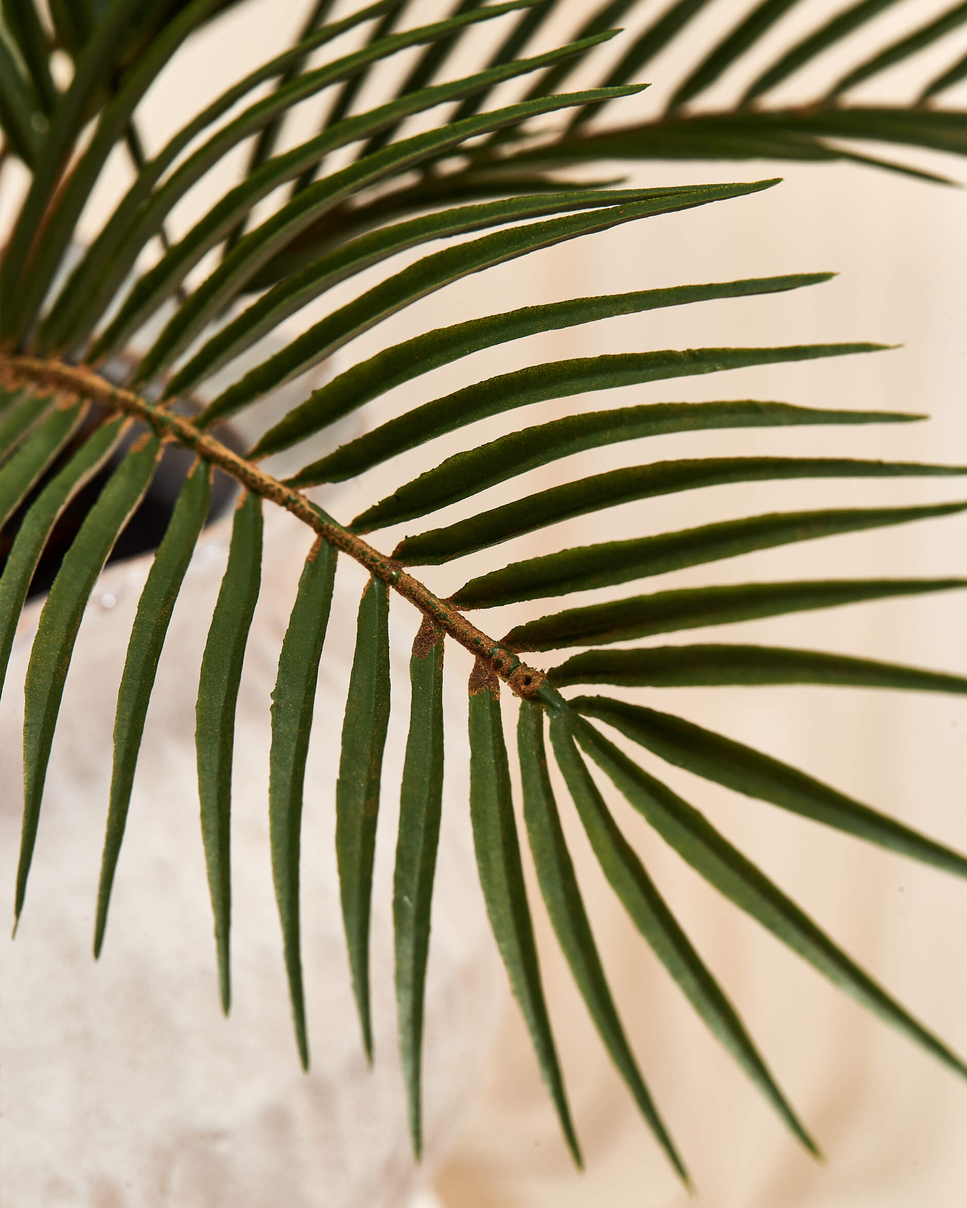 Cycas krukväxt grön