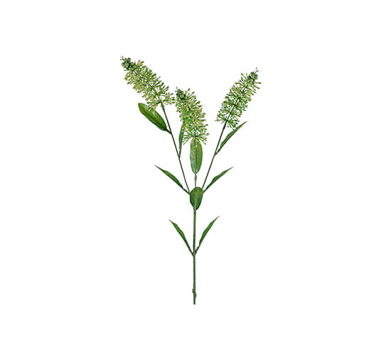 null - Astilbe Cut Flower Green