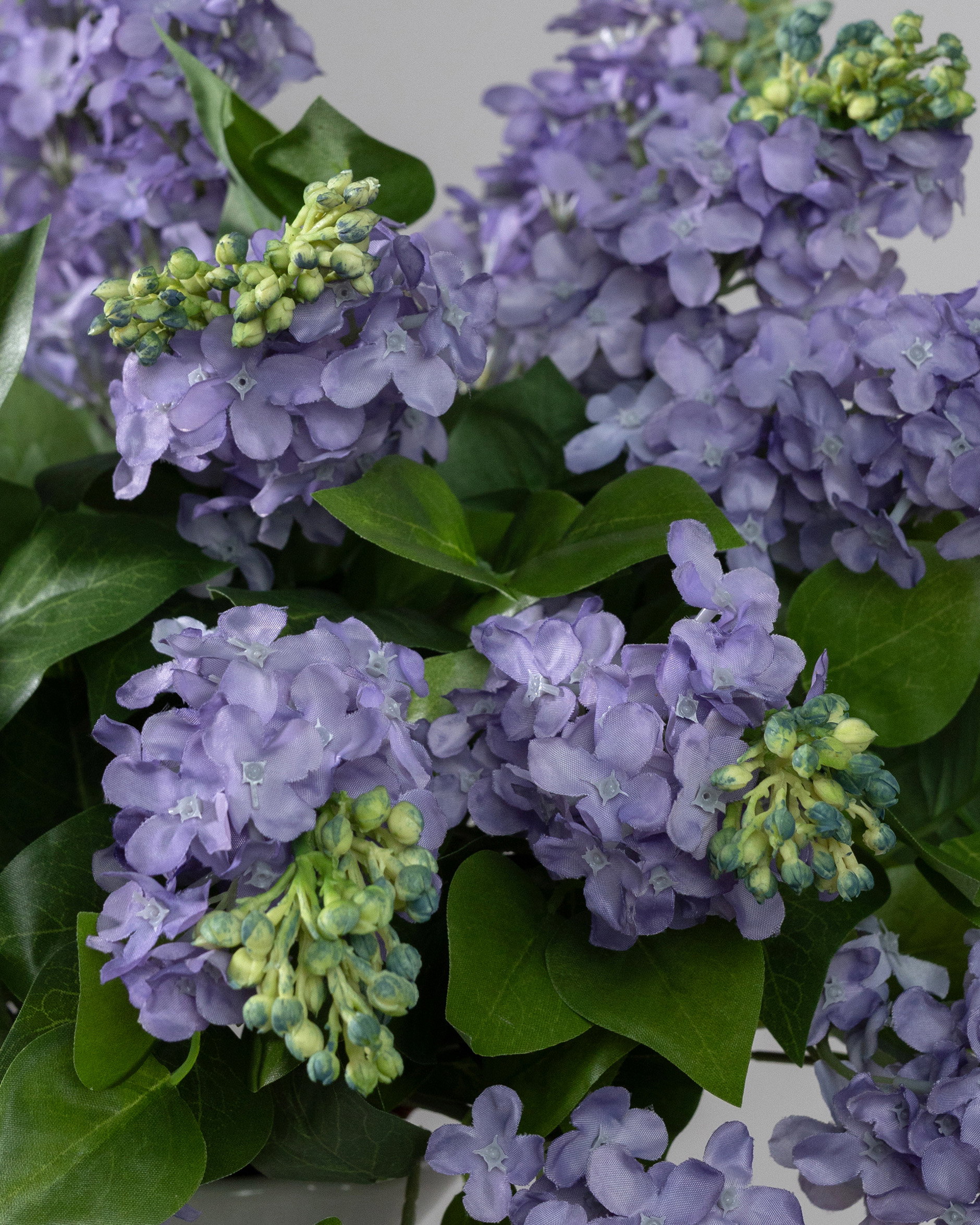 Lilac Cut Flower Blue
