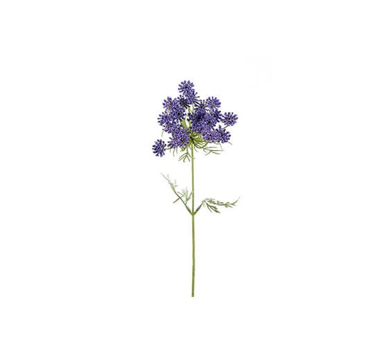 Violetti - Trachelium leikkokukka violetti OUTLET