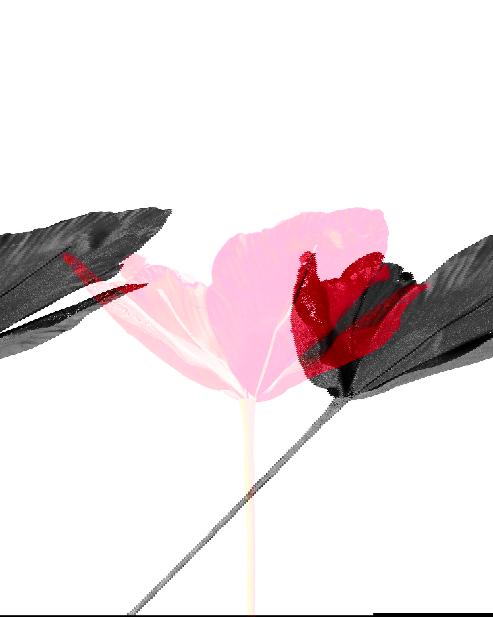 Amira bloem kerstdecoratie rood