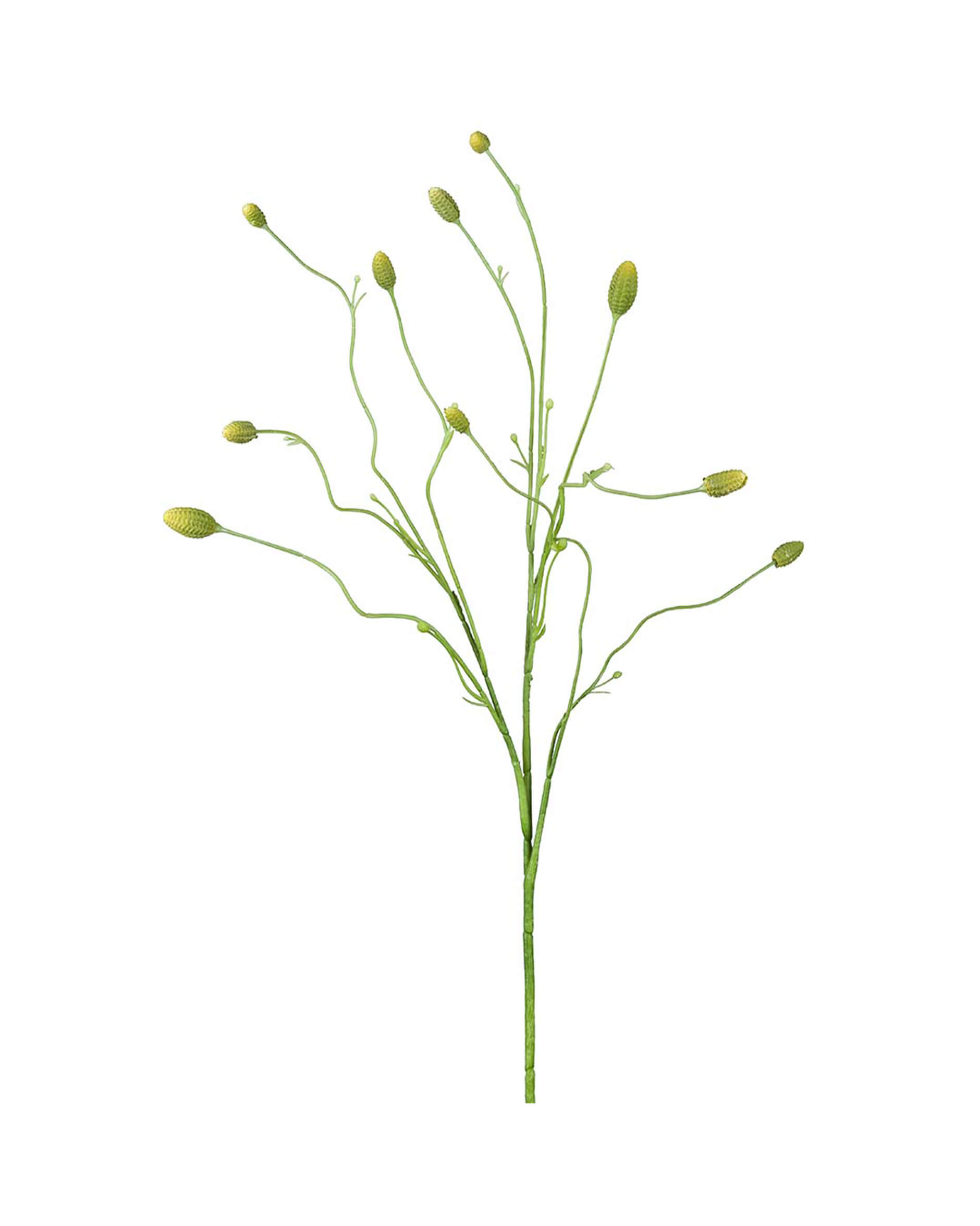 Pimpinell snittblomma grön