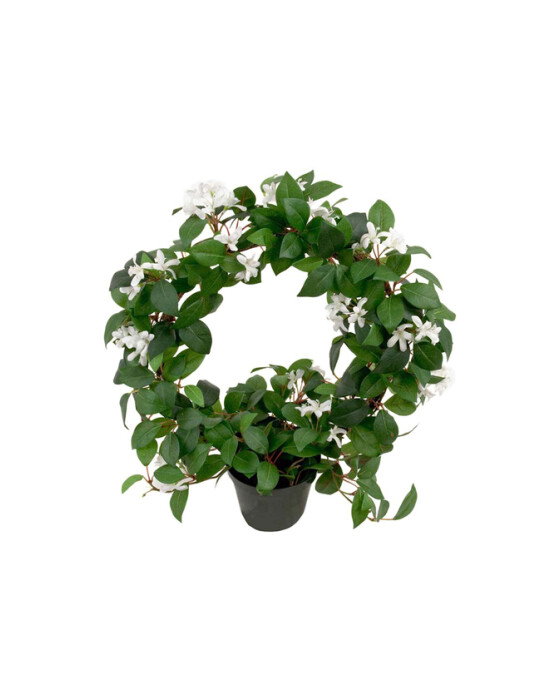 Jasmin potteplante hvid
