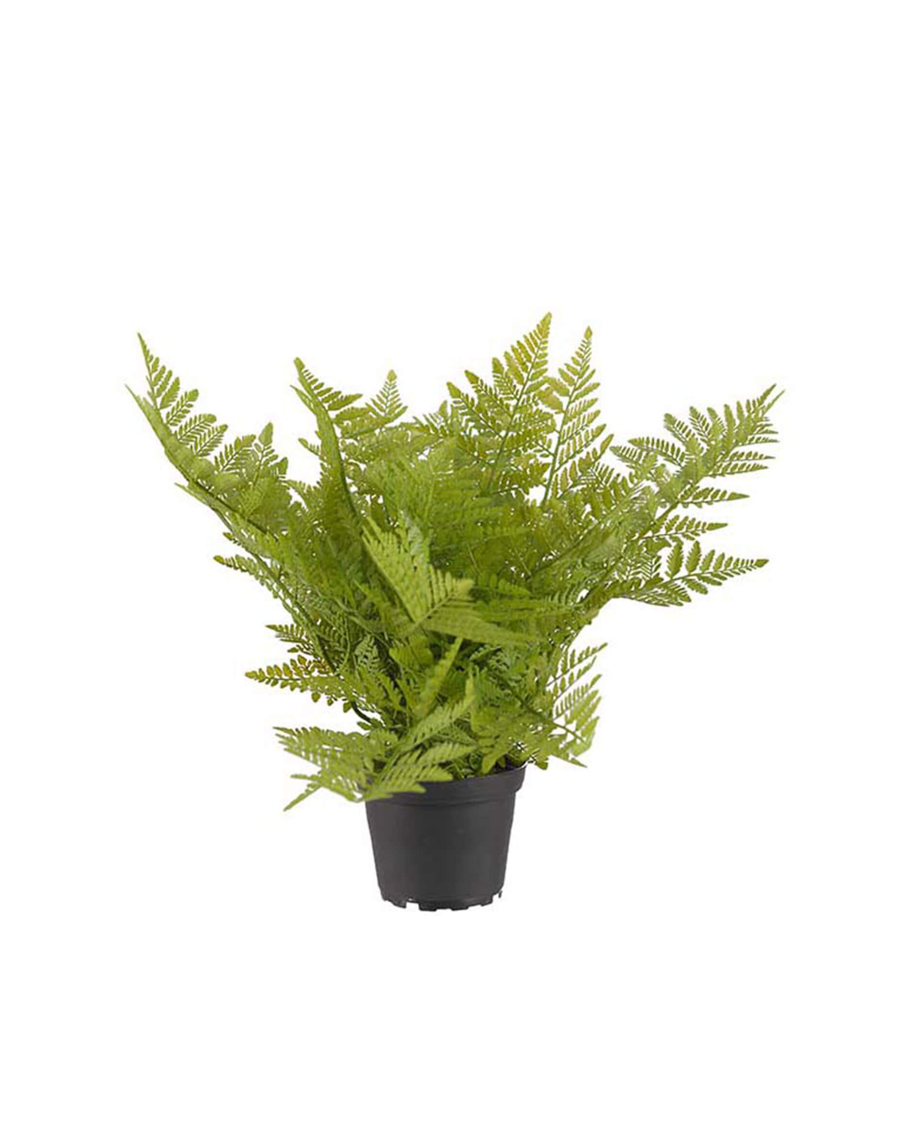 Ormbunke krukväxt grön