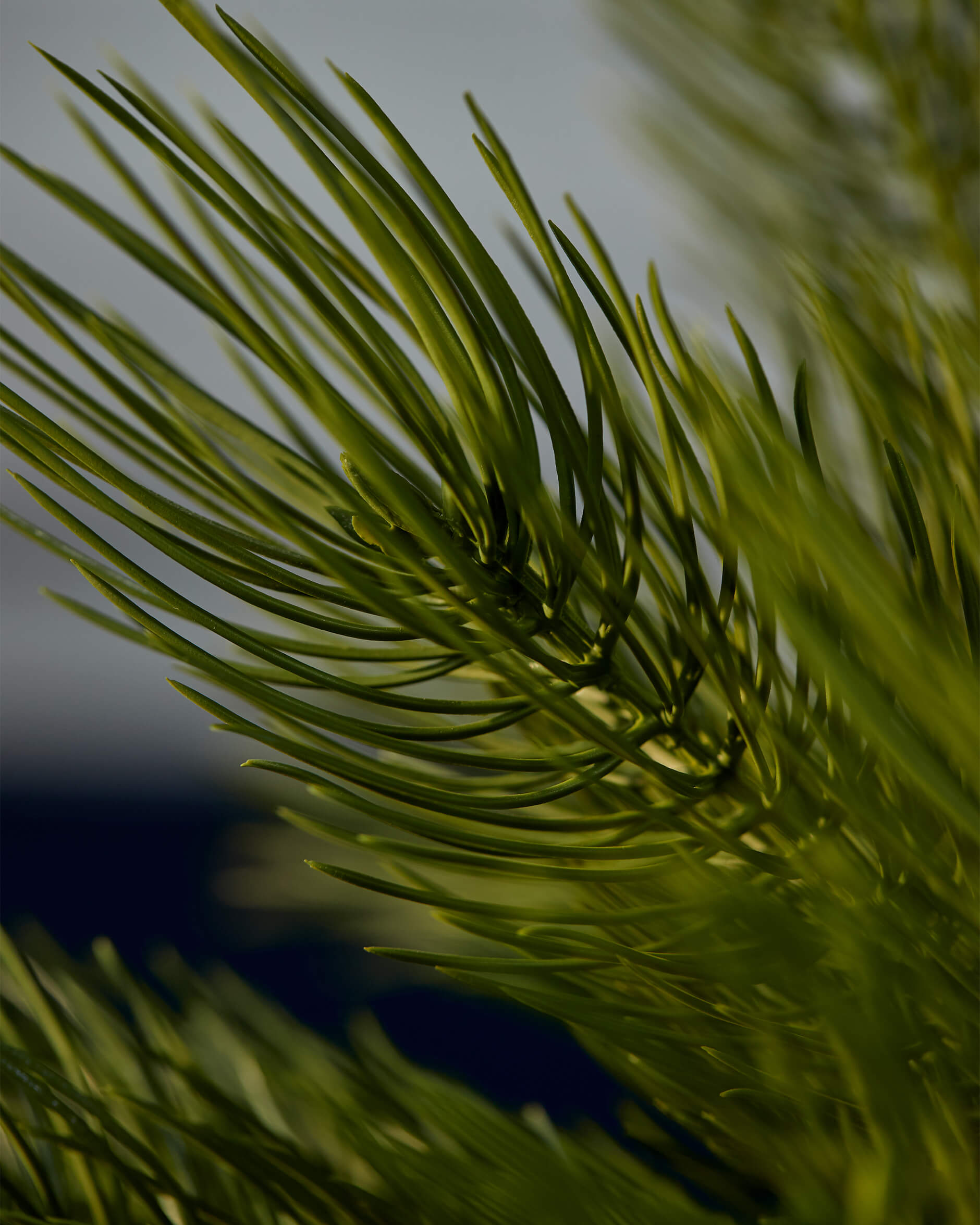 Forrest tallkvist grön