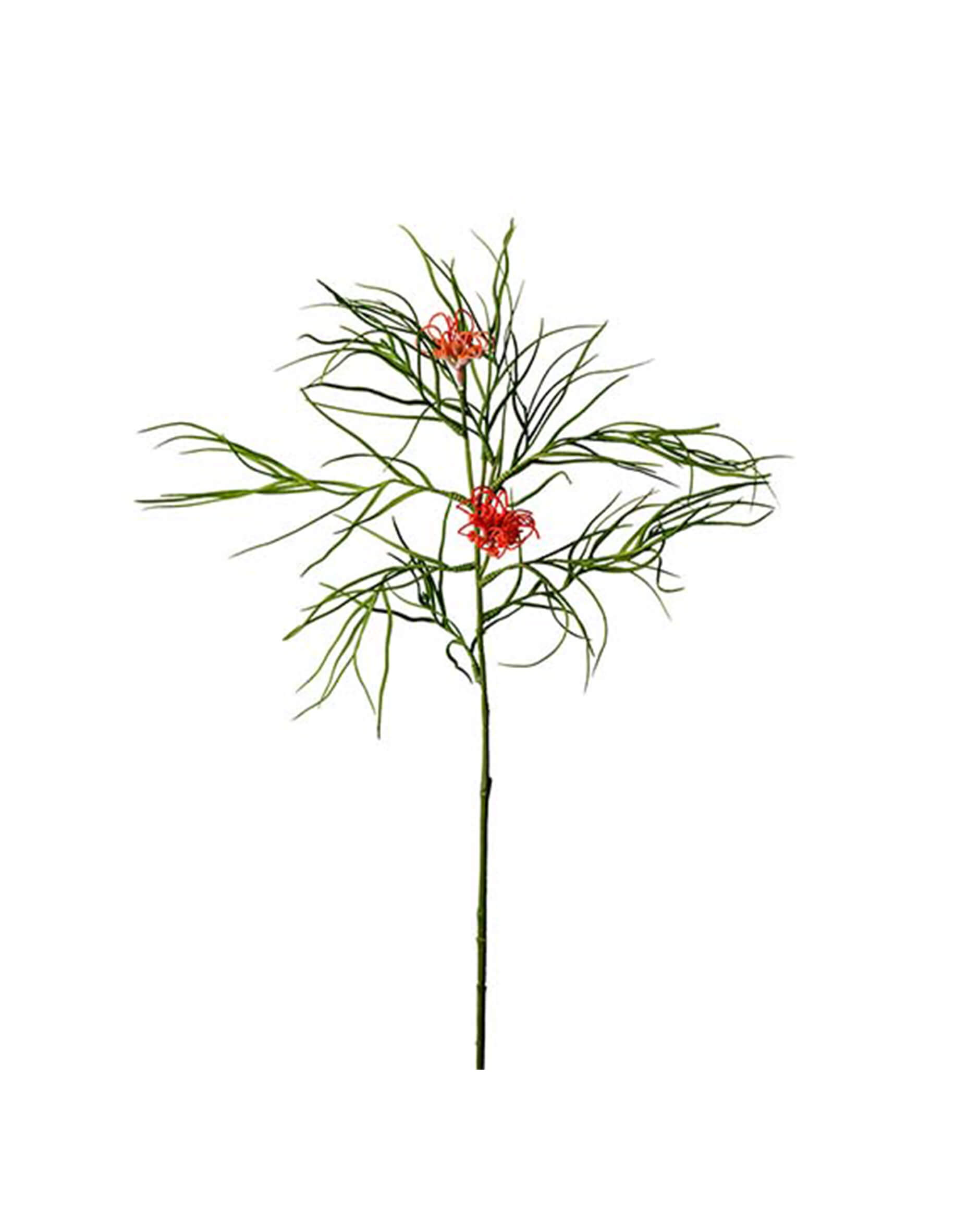 Grevillea Cut Flower Green OUTLET