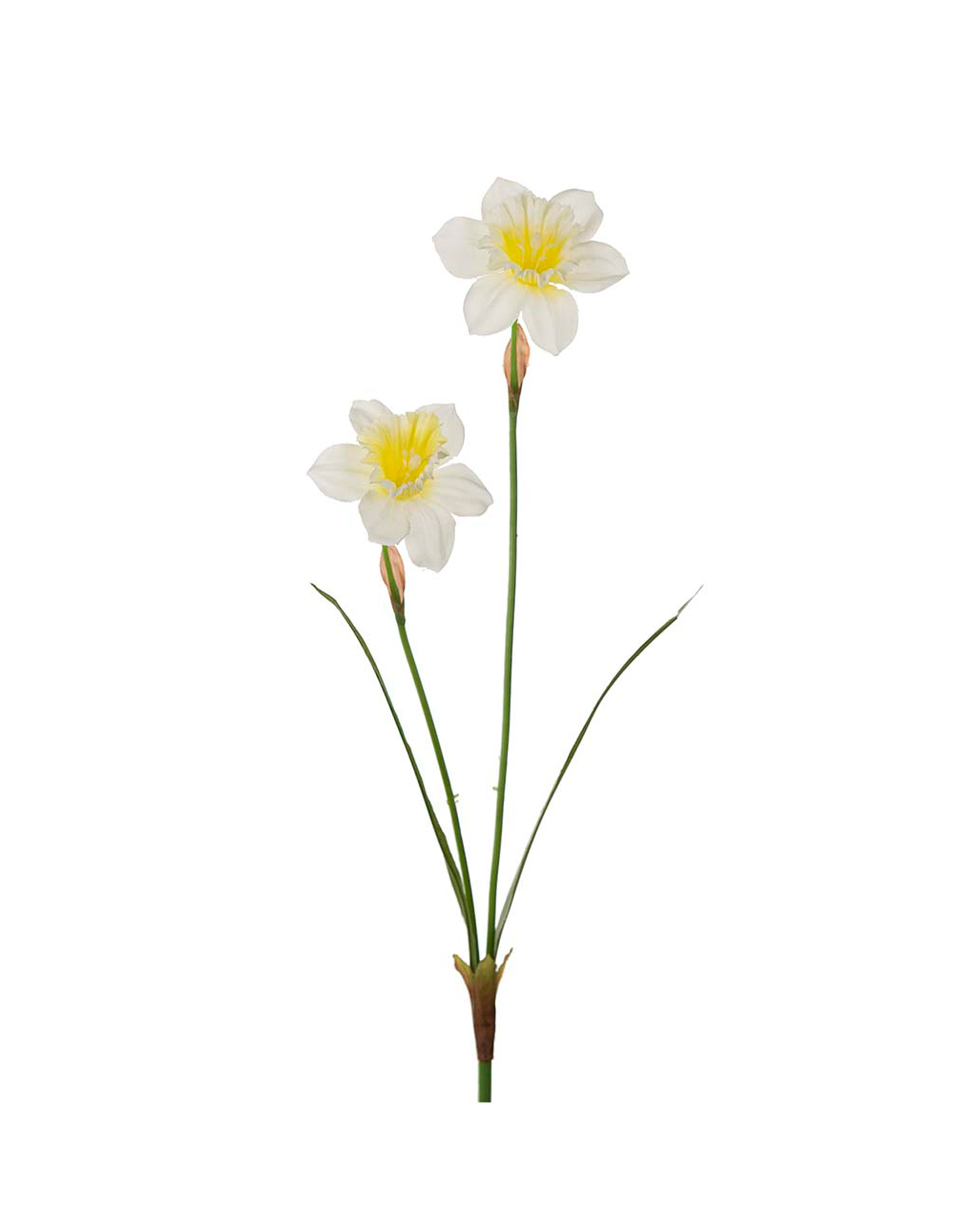 Narcis snijbloem lichtgeel