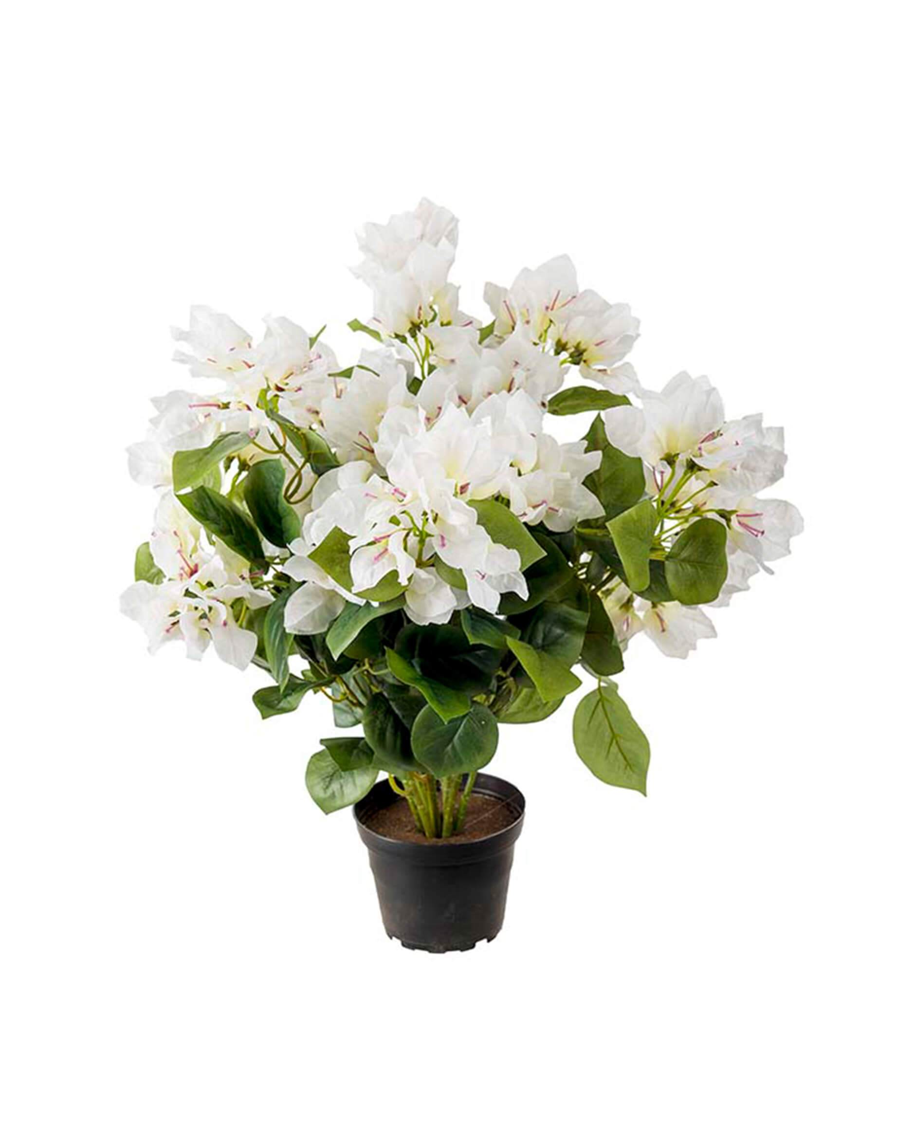 Bougainvillea krukväxt vit