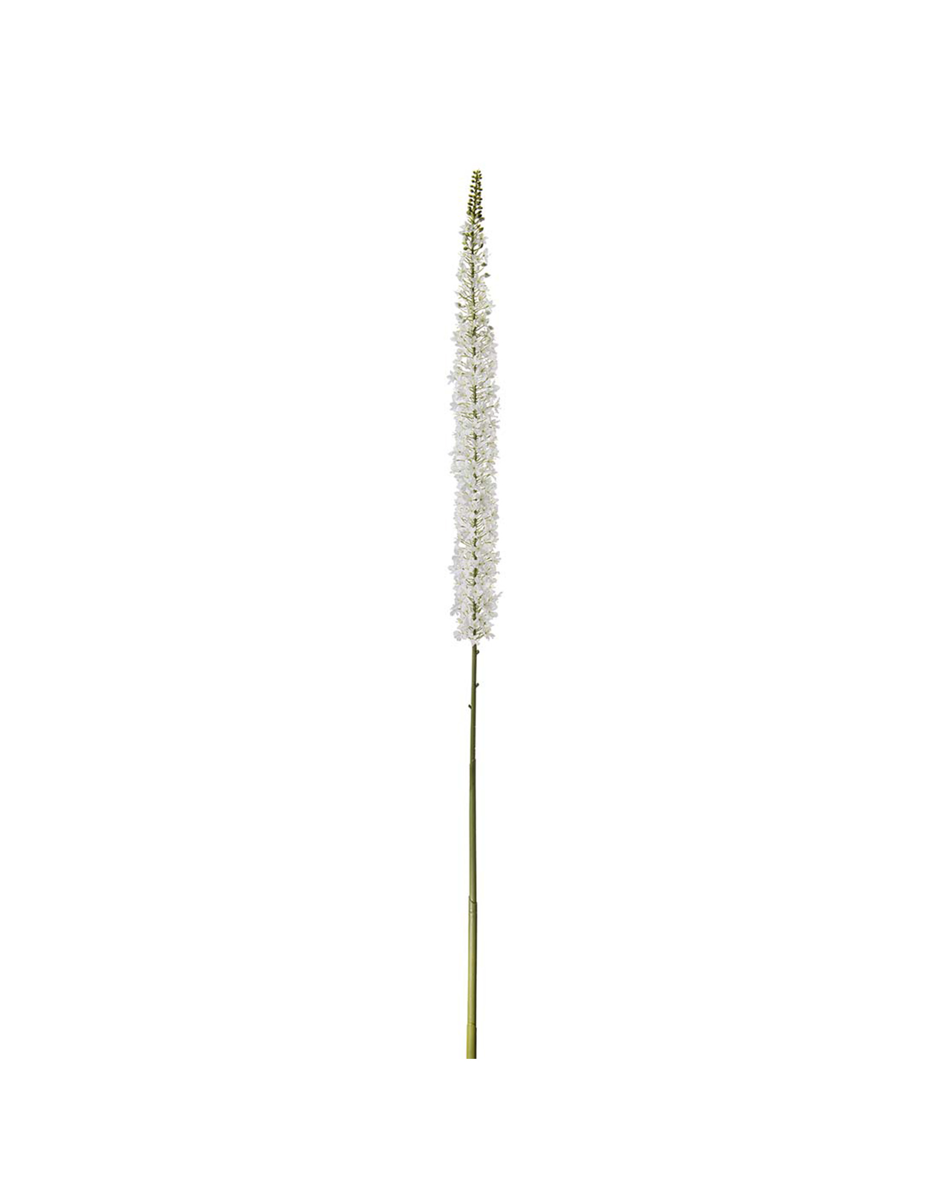 Eremurus Cut Flower White
