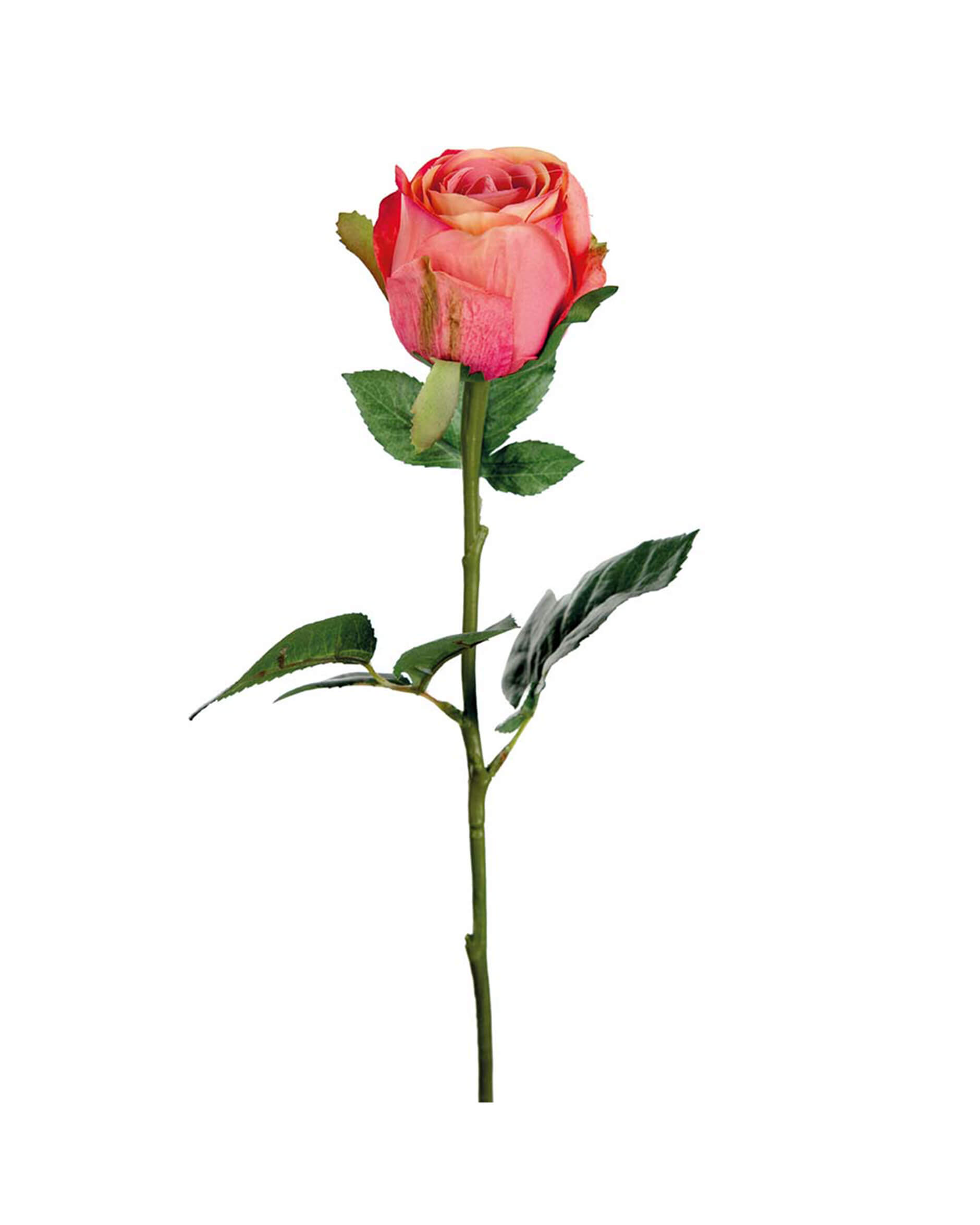 Ros snittblomma korall