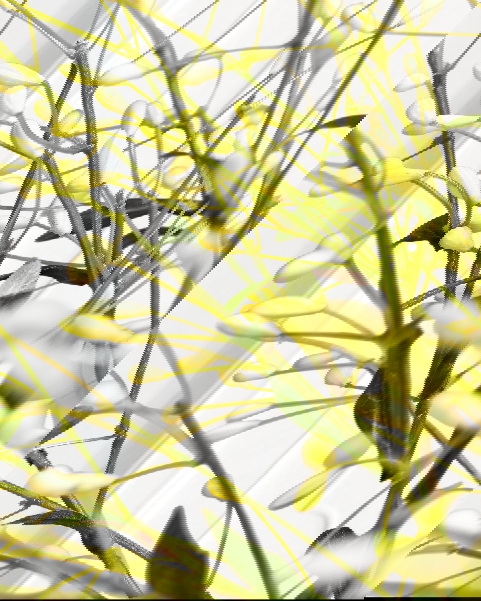 Beerenzweig Schnittblume Weiß