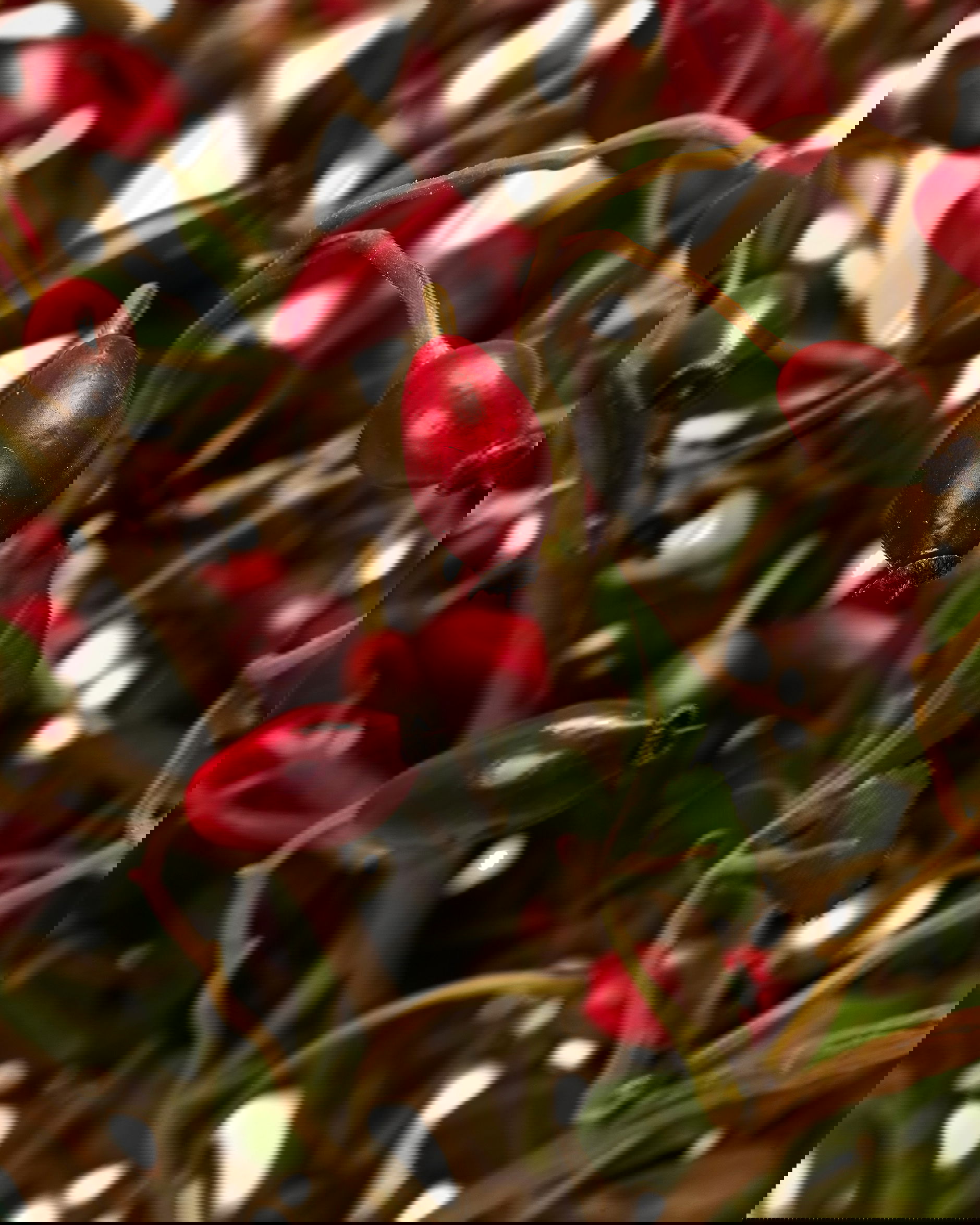 Rosehip Cut Flower Red