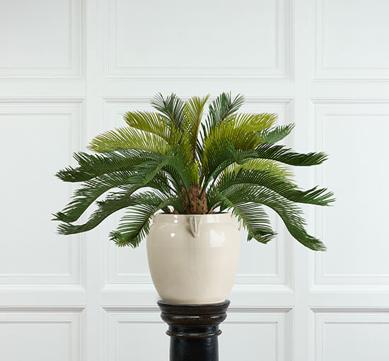 Cycas potplant groen