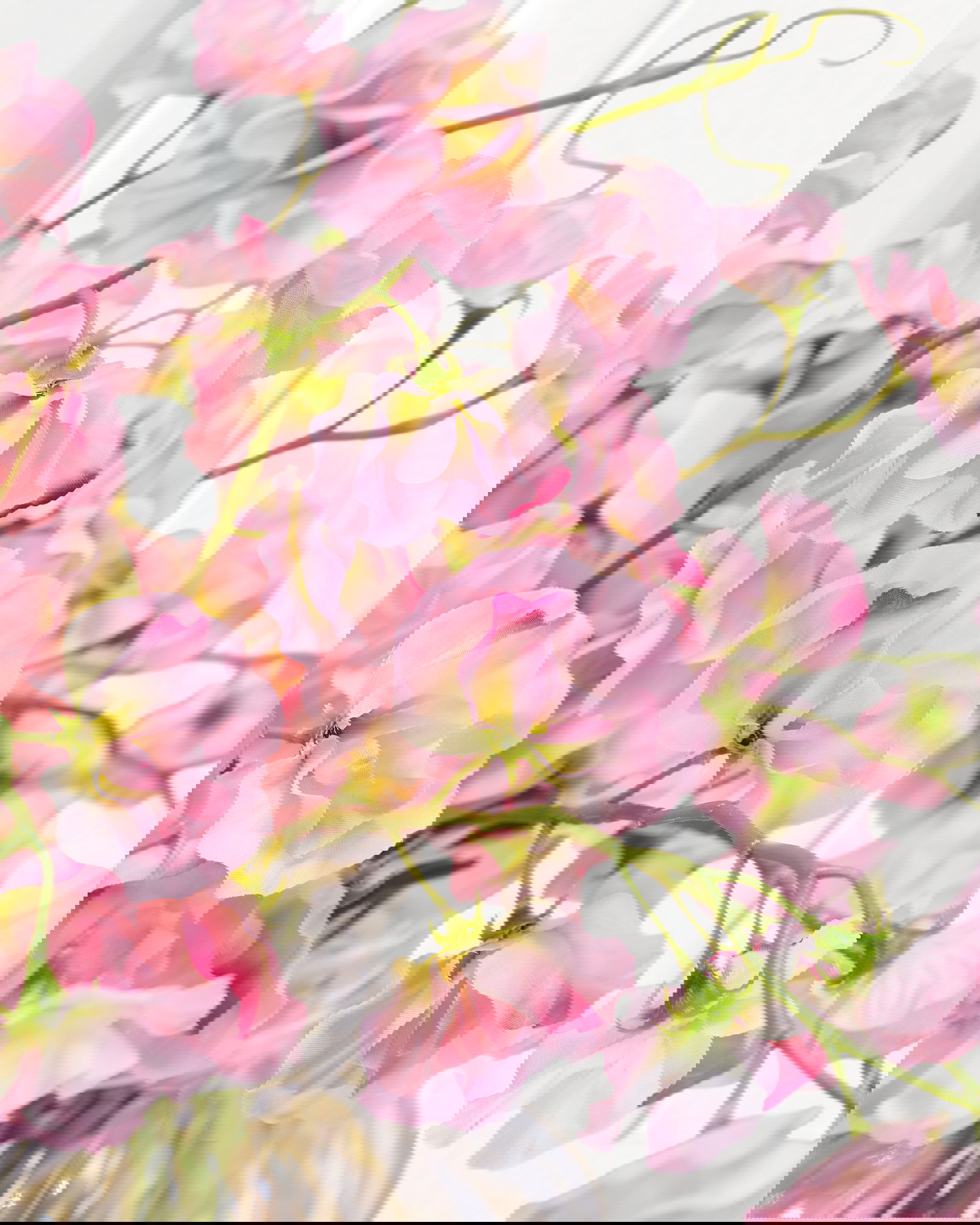 Sweet Pea Cut Flower Pink