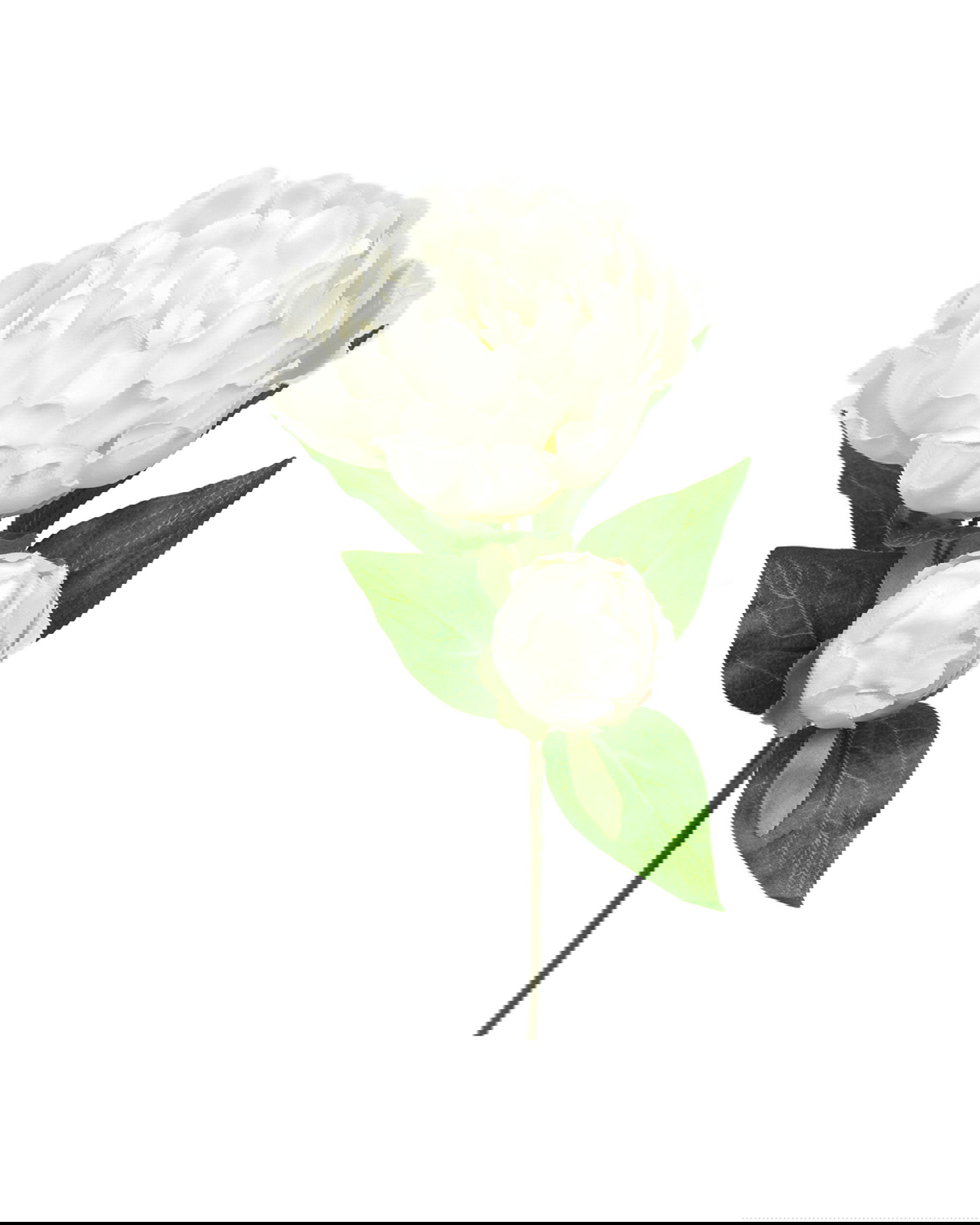 Pion snittblomma vit