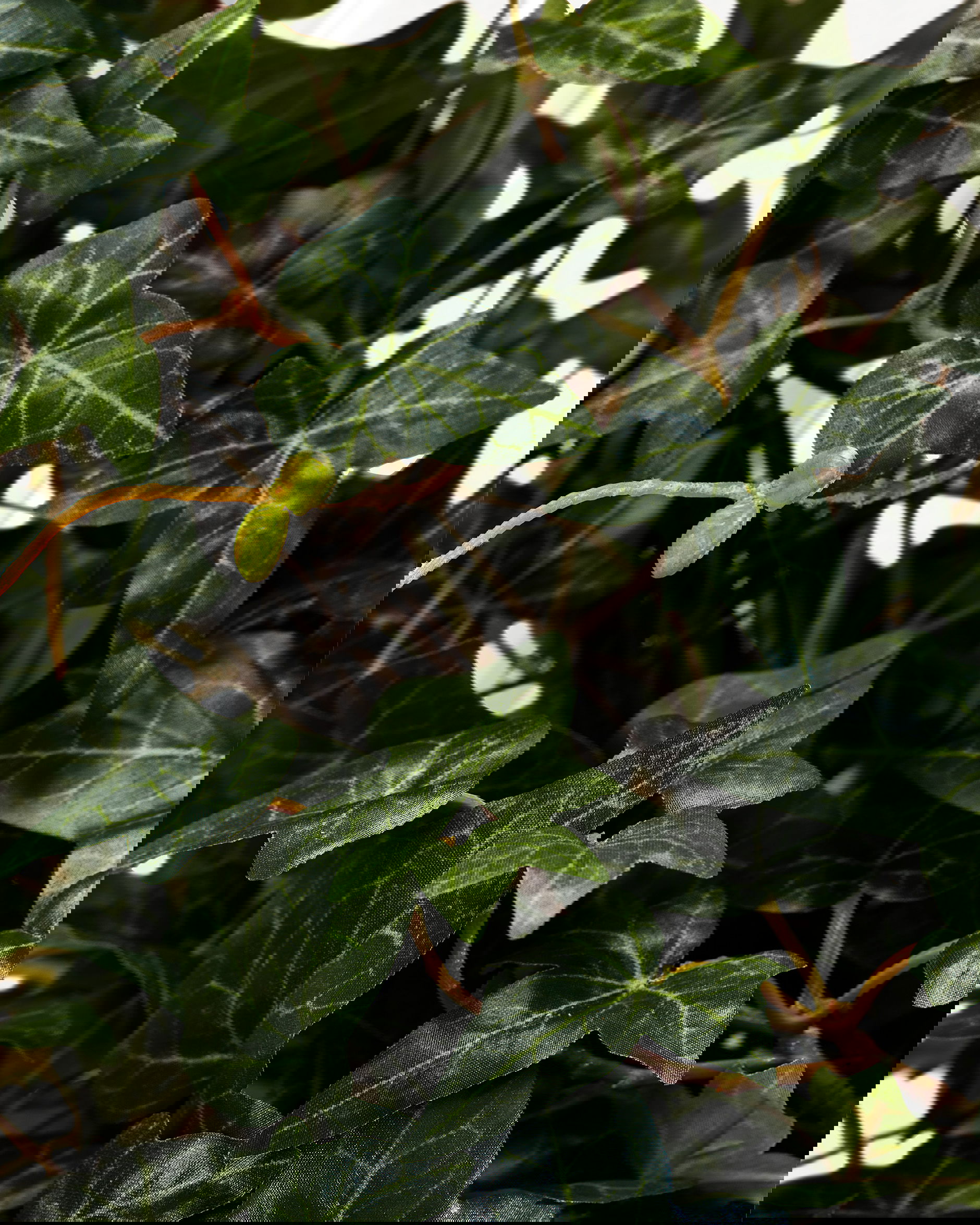 Murgröna krukväxt grön