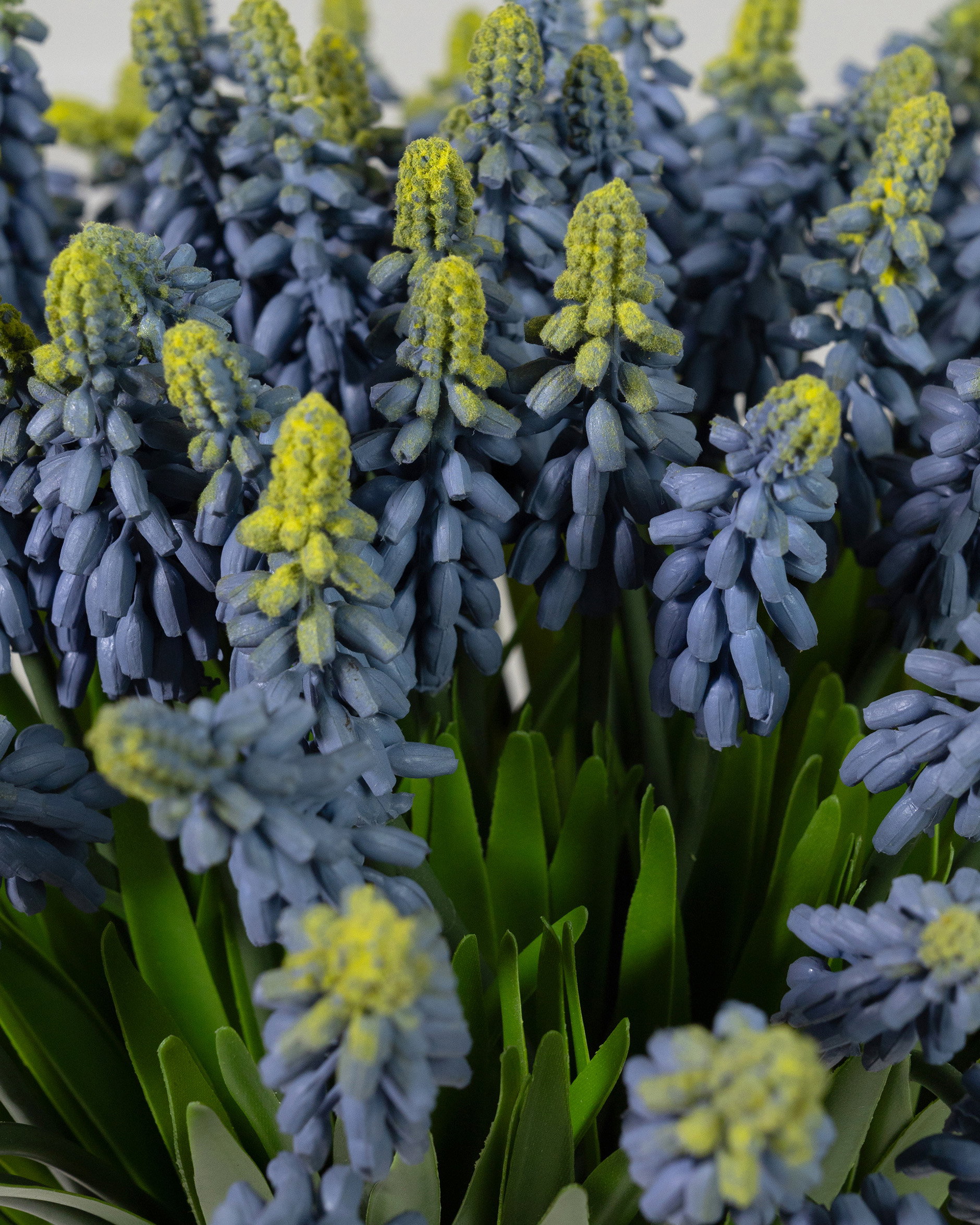 Grape Hyacinth Cut Flower Blue