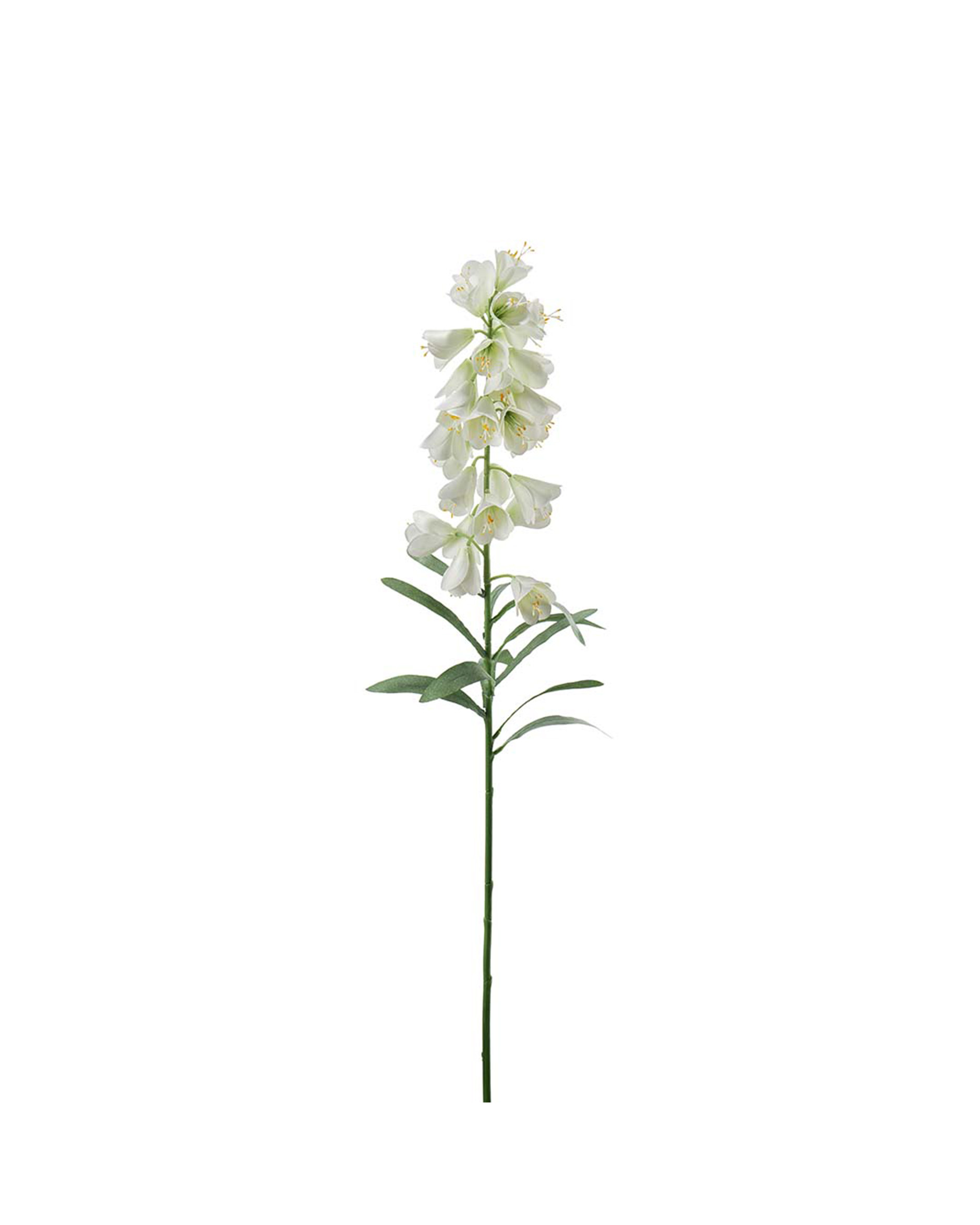 Frittilaria snittblomst hvit