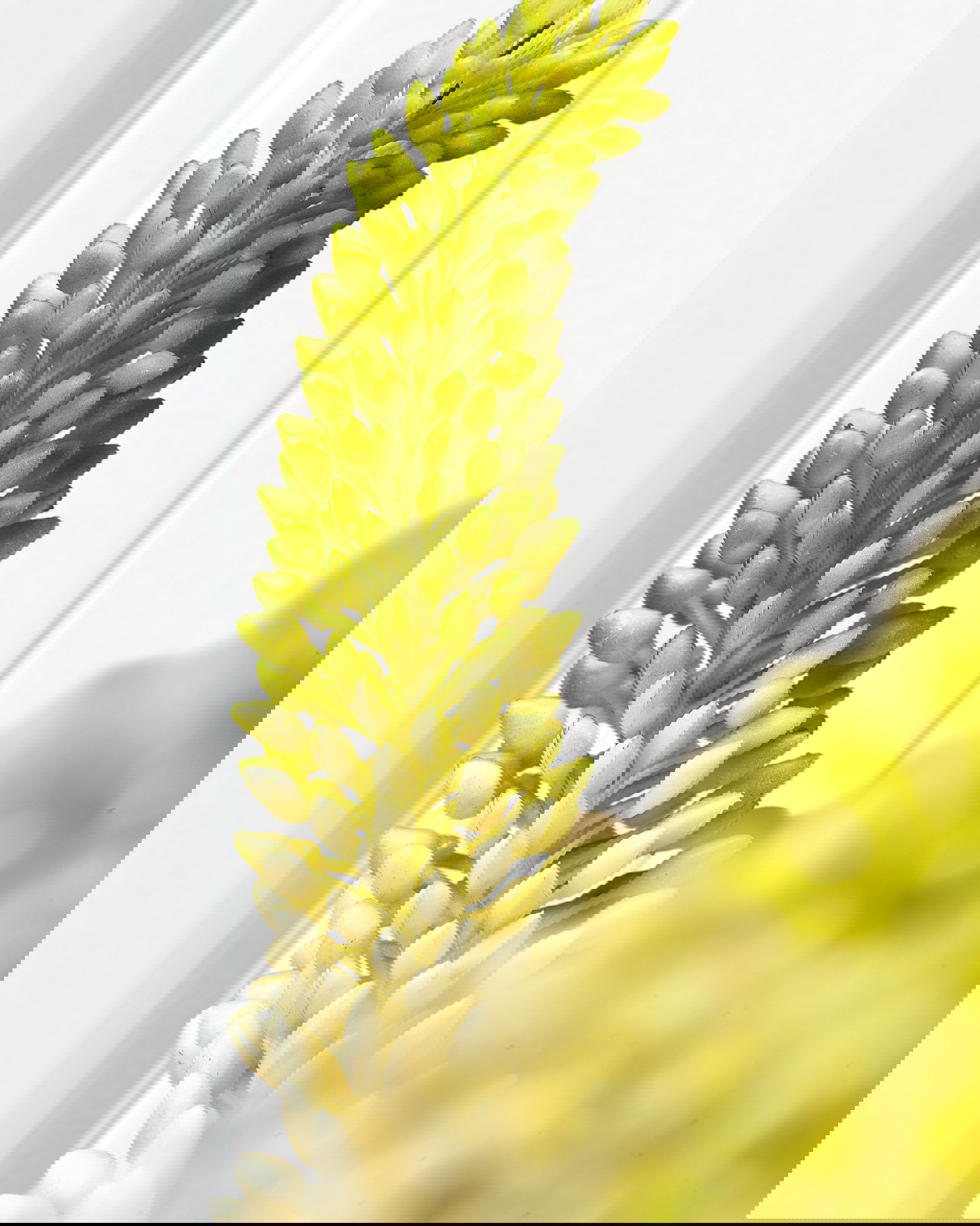 Stäpplilja krukväxt vit