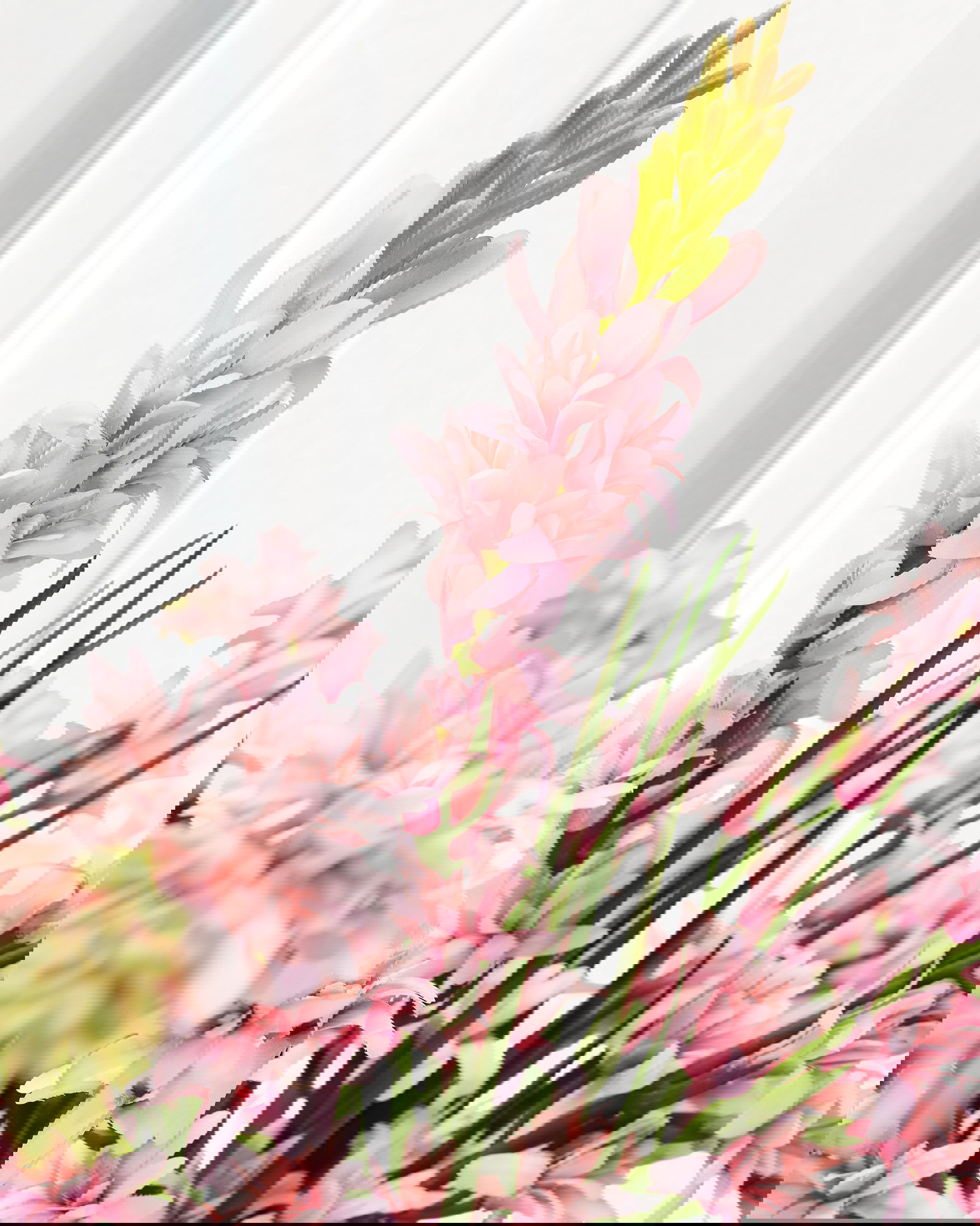 Tuberose Cut Flower Pink