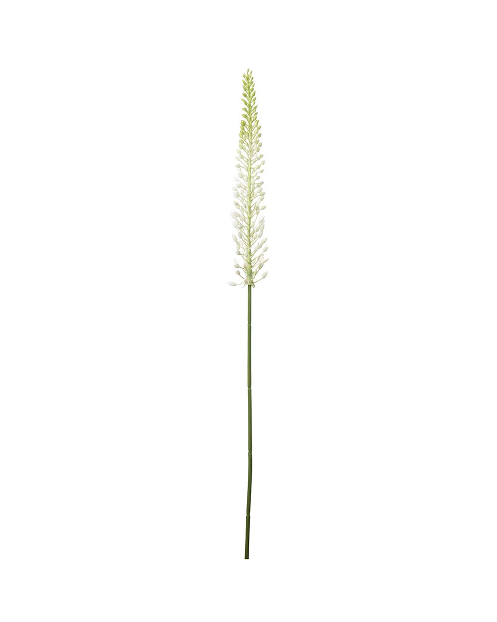 Eremurus snijbloem wit