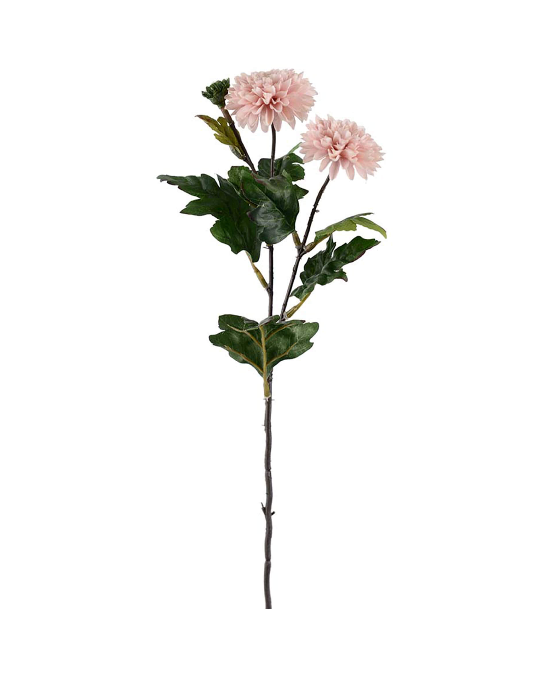 Chrysanthemum snittblomma ljusrosa