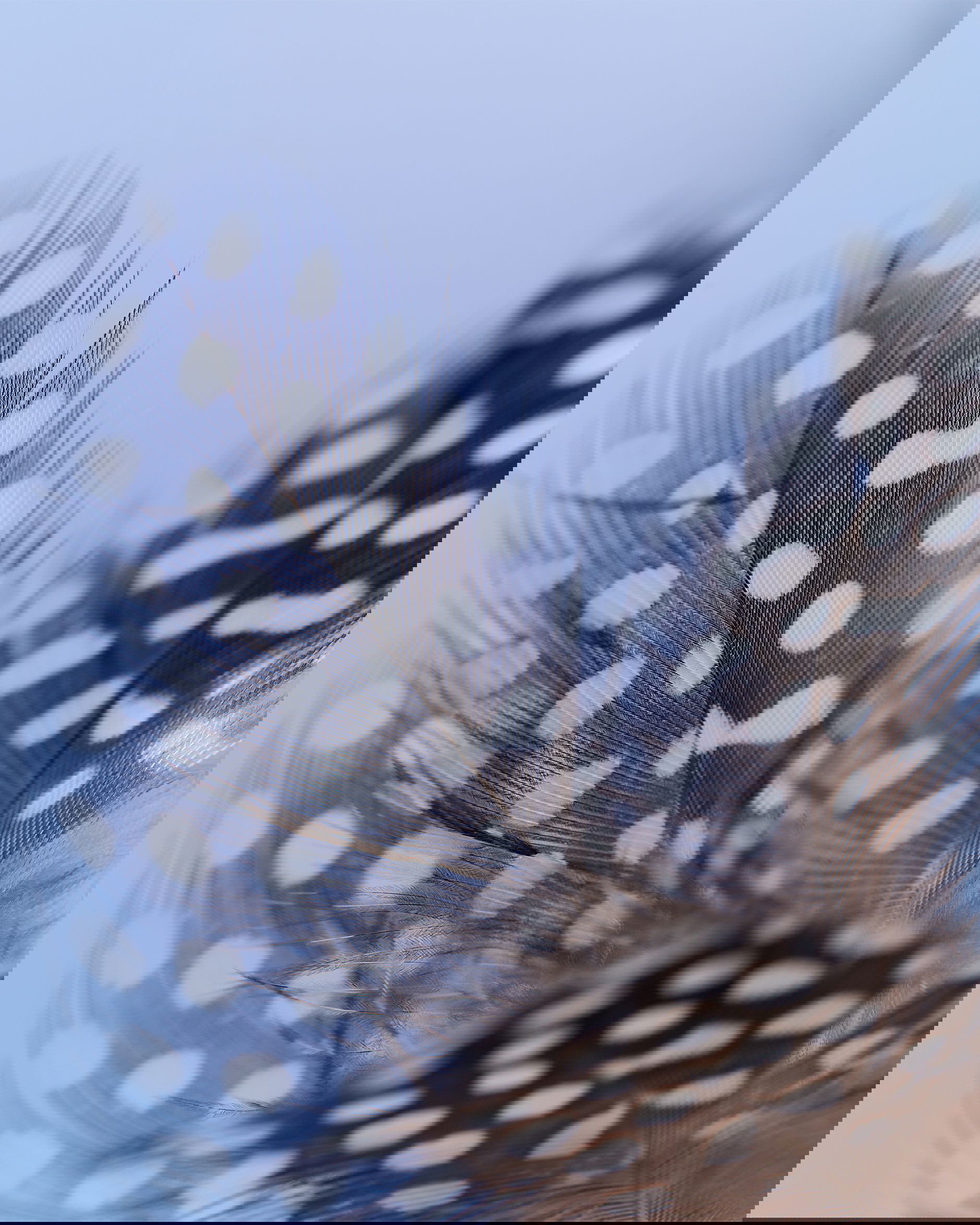 Pärlhöna påskfjädrar