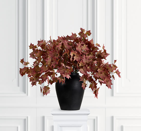Maple Cut Flower Orange