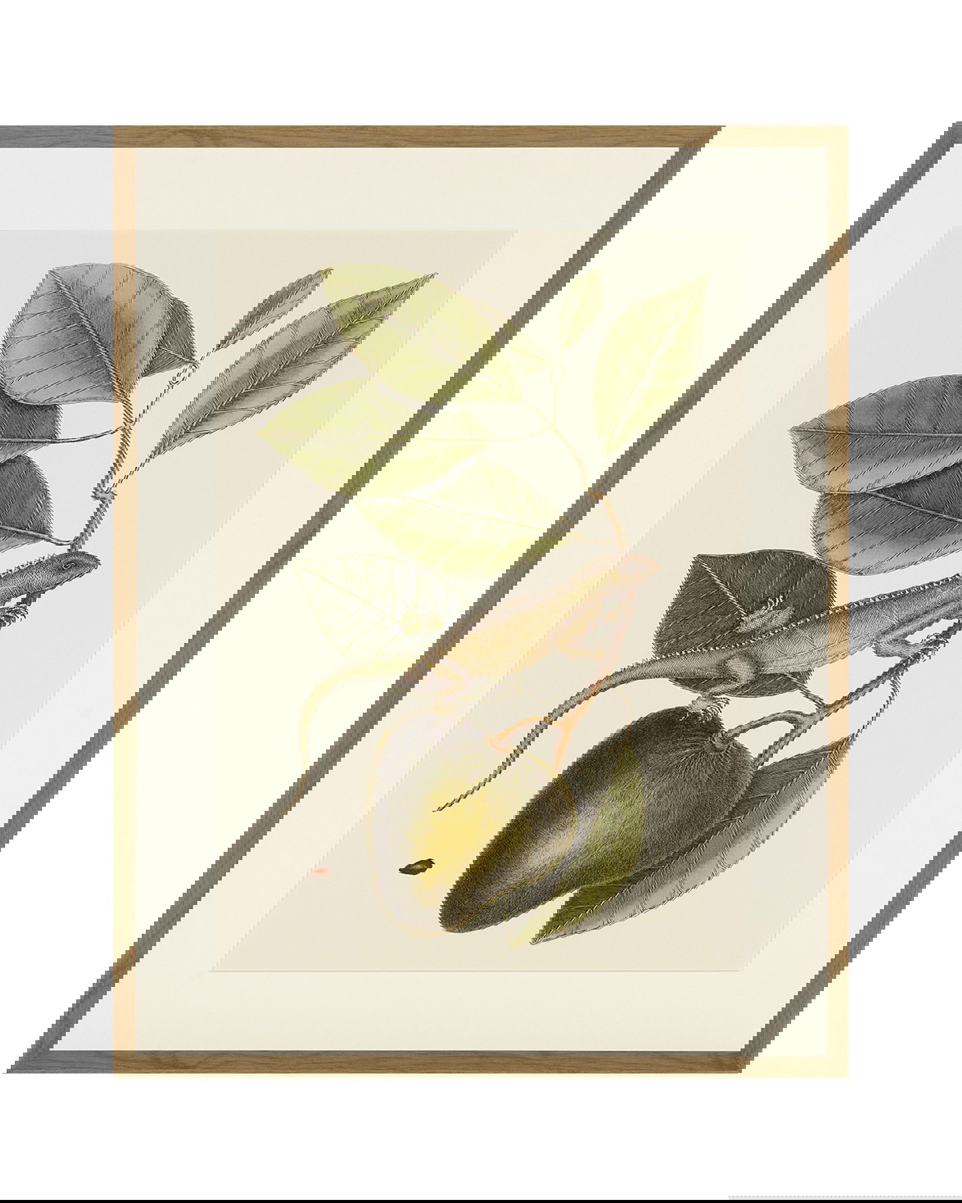 Lizard And Fruit Branch