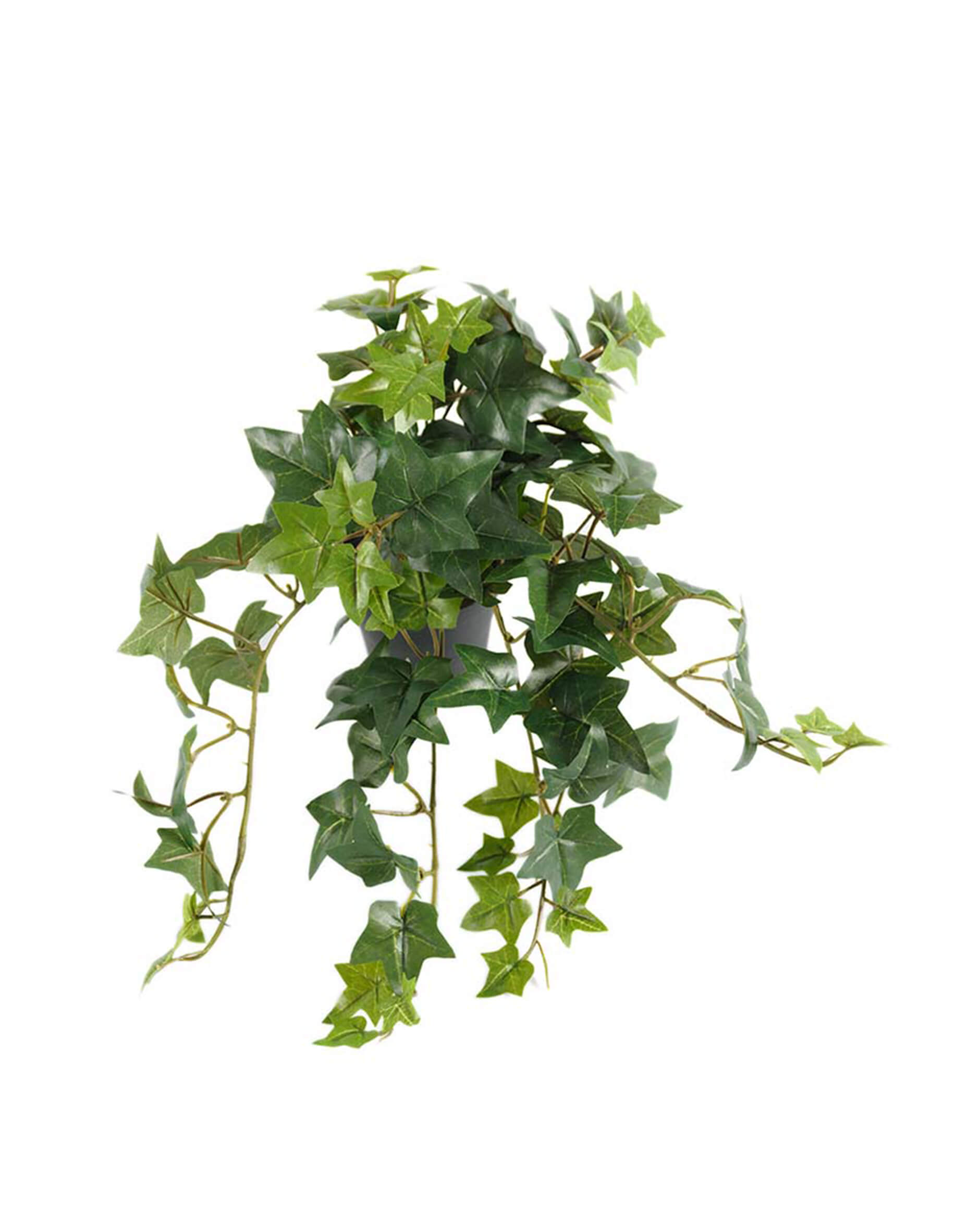 Murgröna krukväxt grön