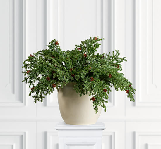 Wilfred Spruce Twig Cones