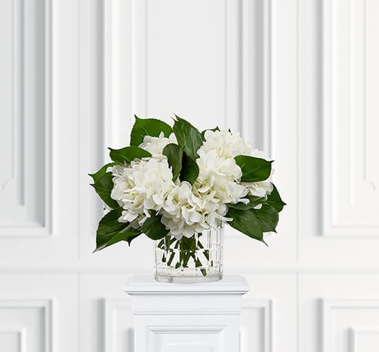 White - Hydrangea Cut Flower White