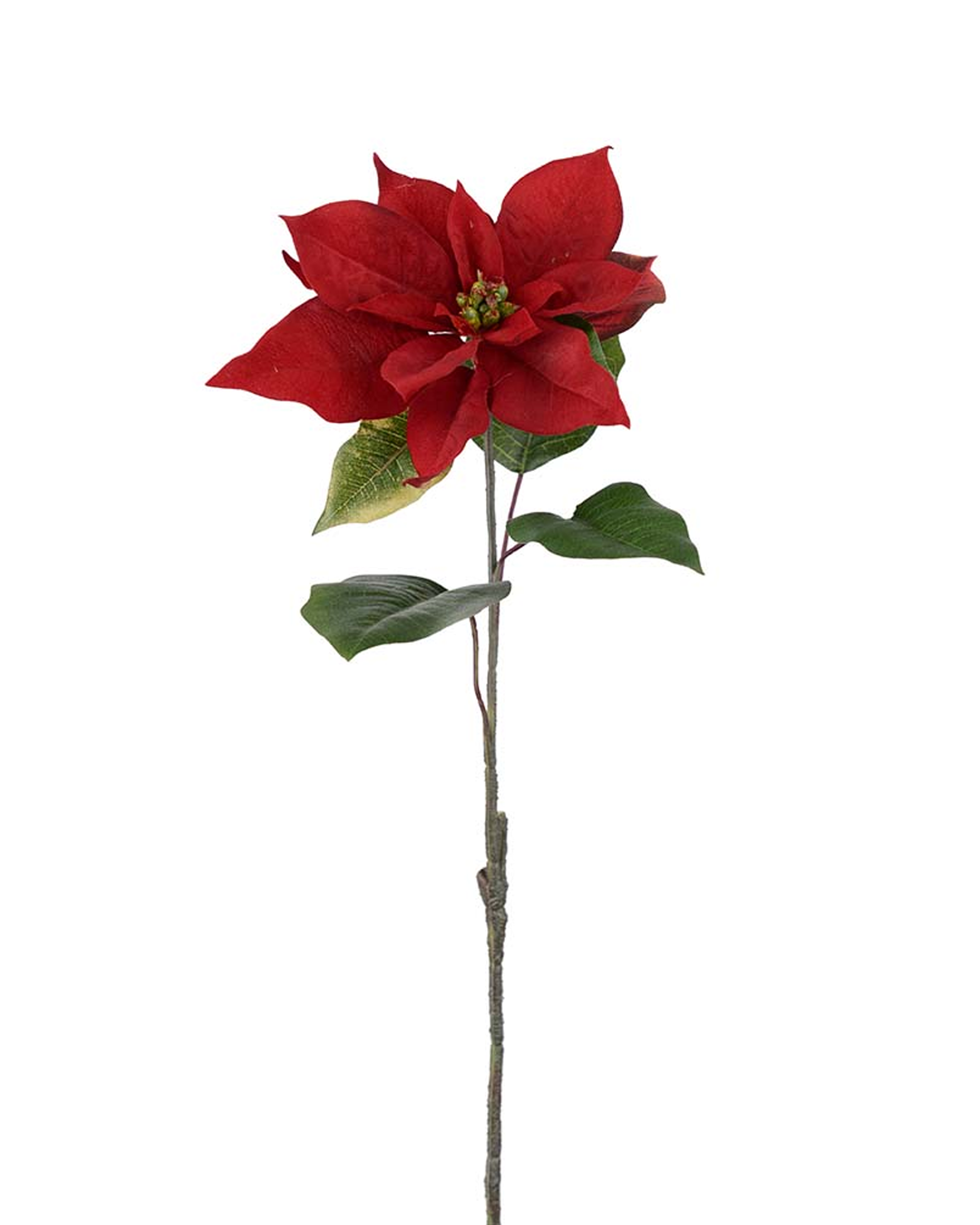 Weihnachtsstern Schnittblume rot