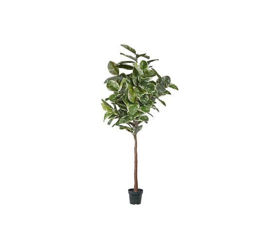 Rubber Fig Potted Plant