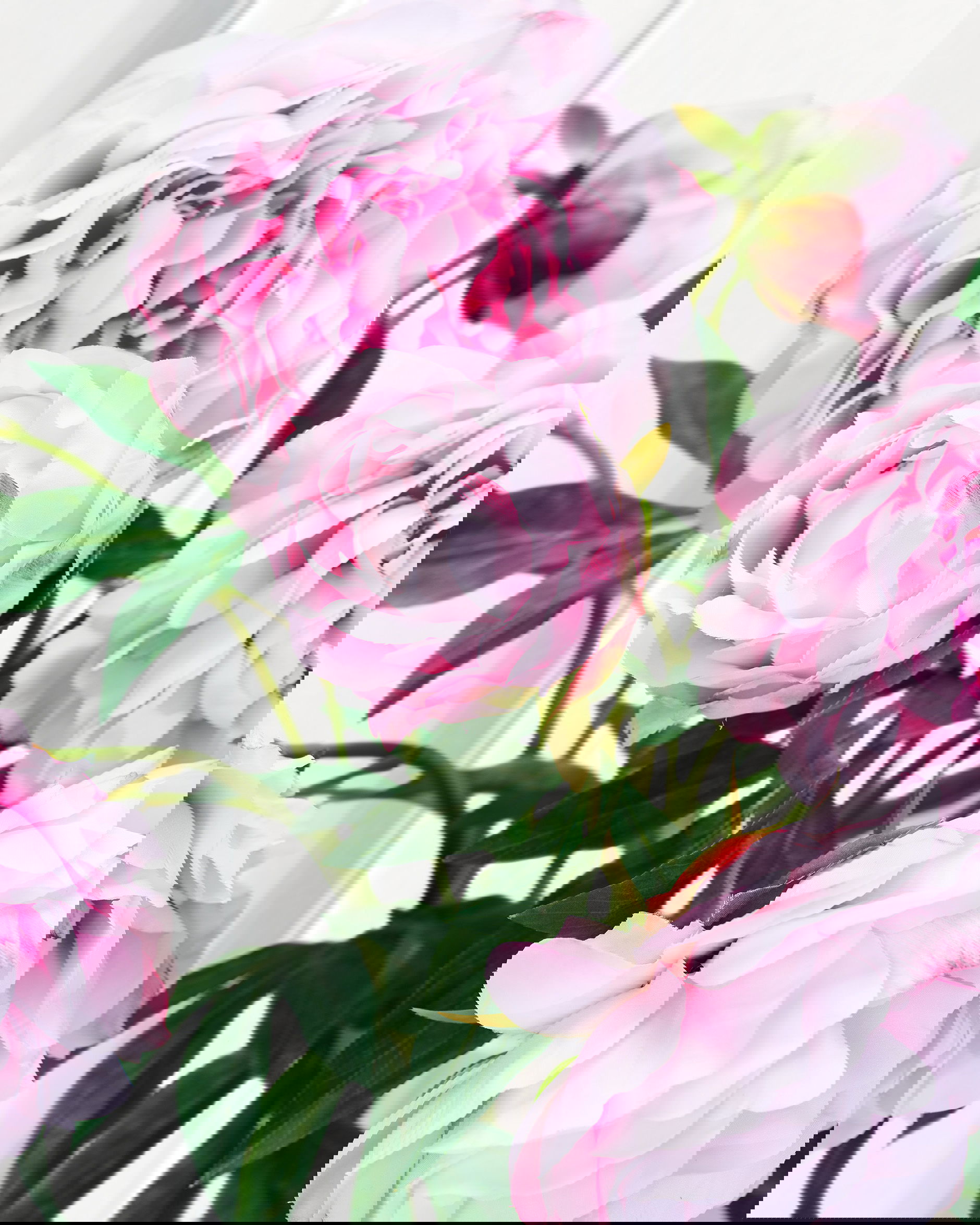 Pæon snitblomst rosa