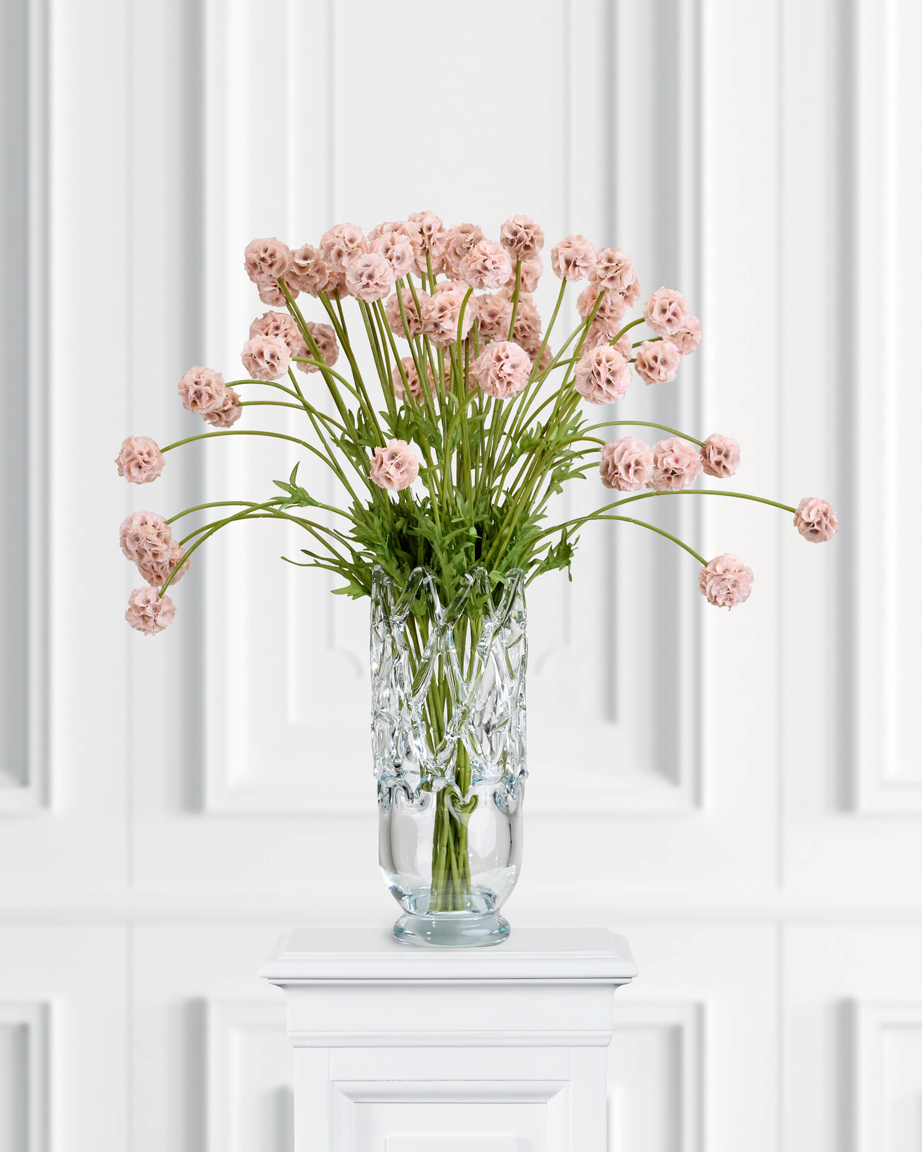 Scabiosa Cut Flower Pink