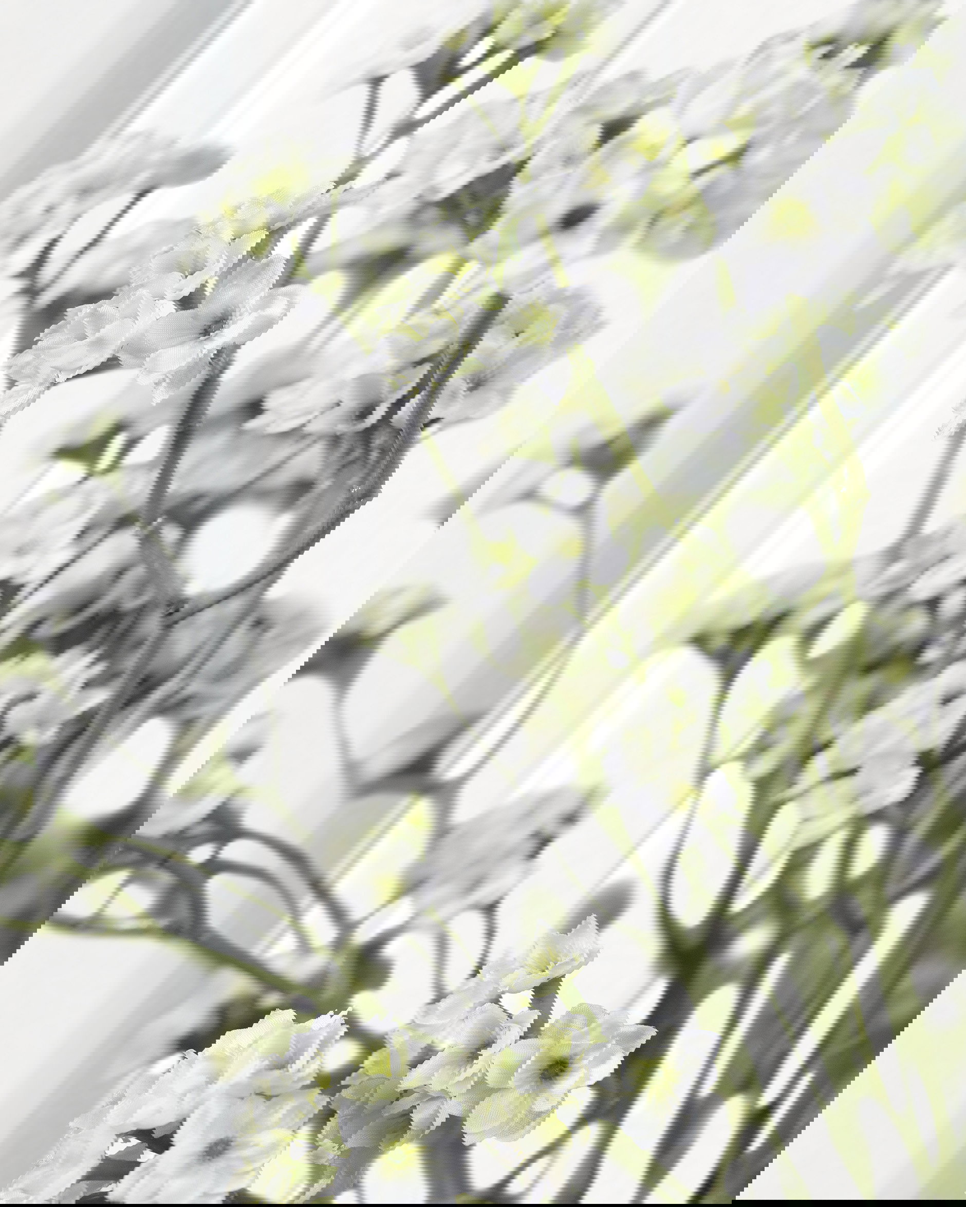 Blomkvist snittblomma vit