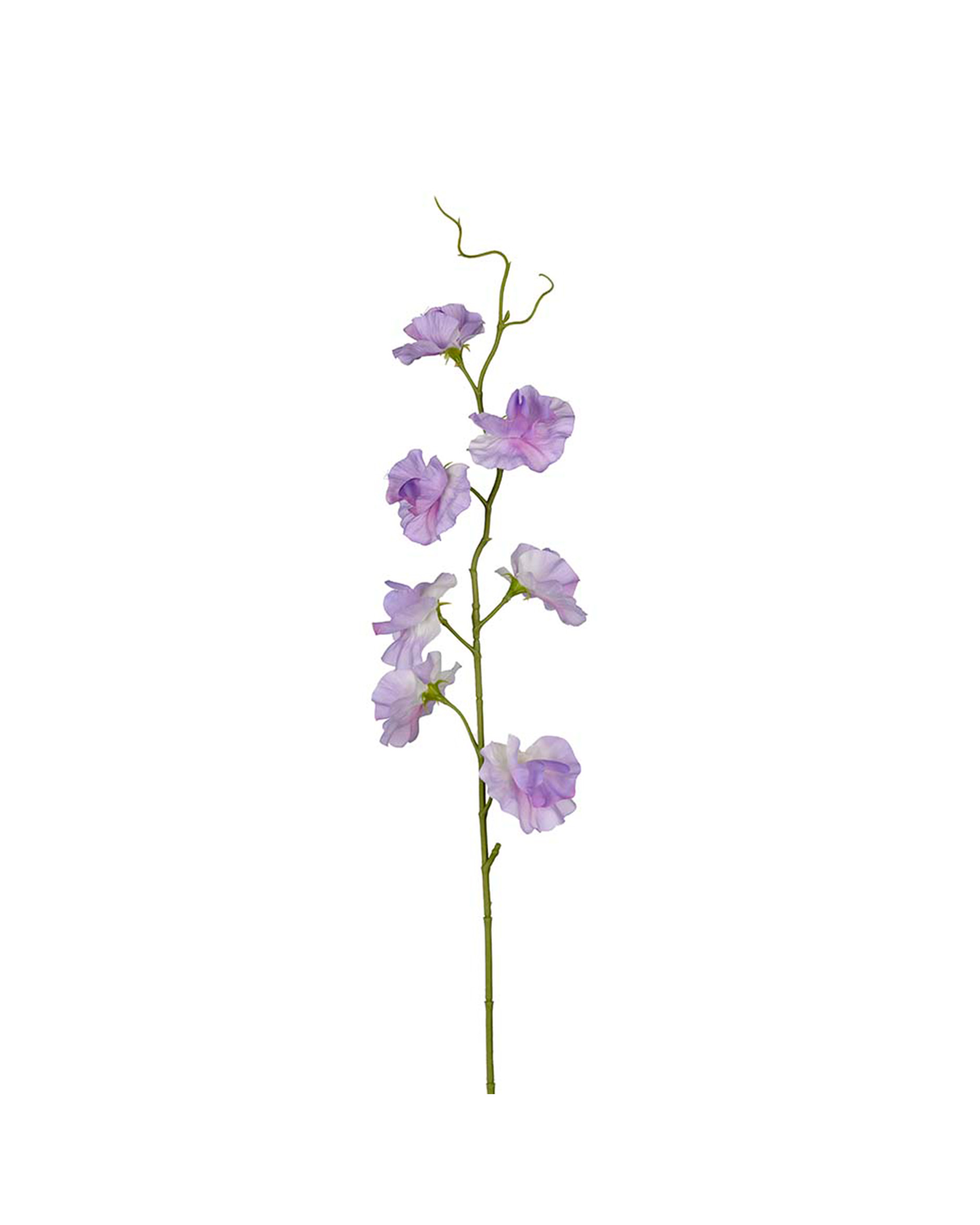 Sweet Pea Cut Flower Purple