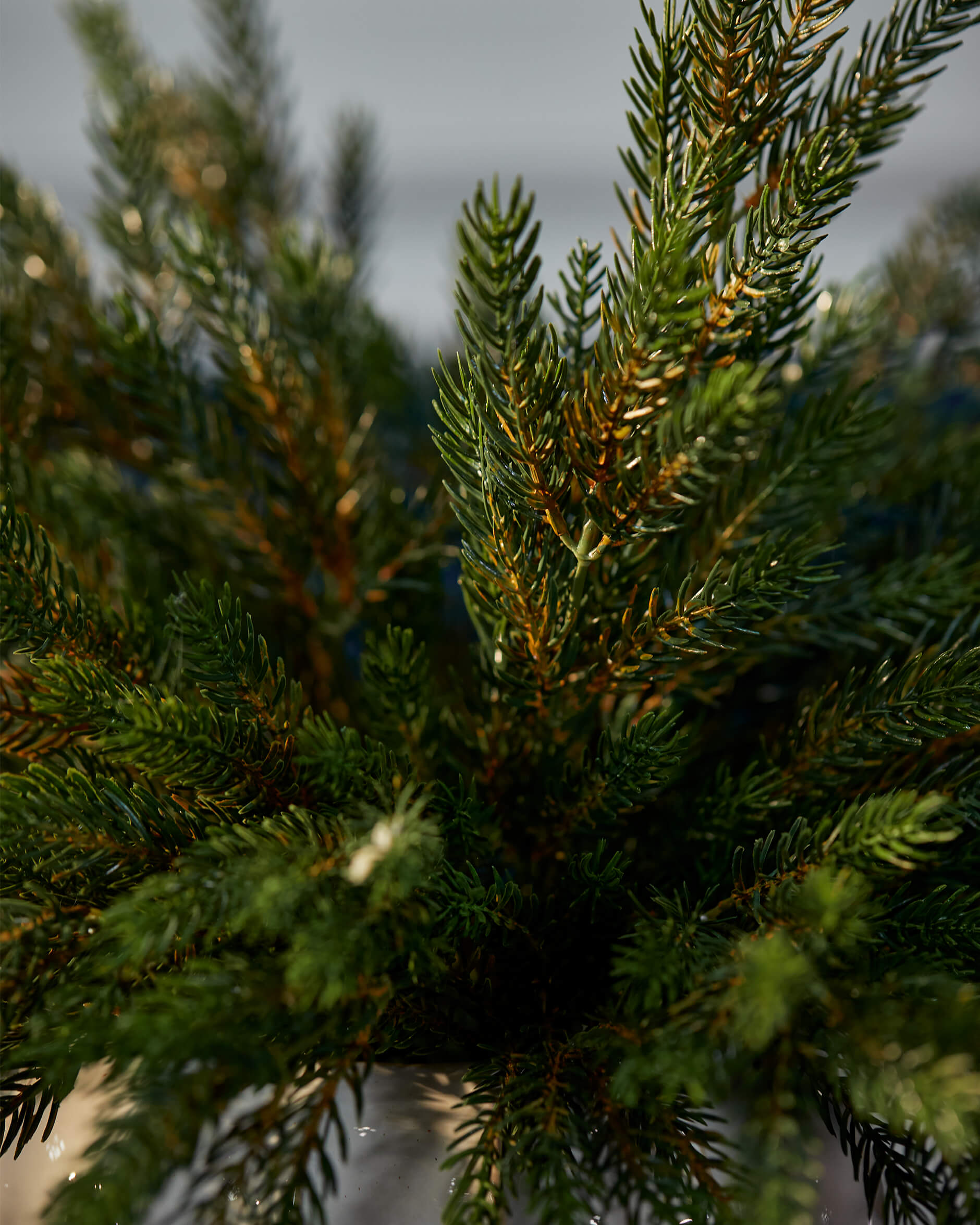 Weise grankvist snittblomma grön