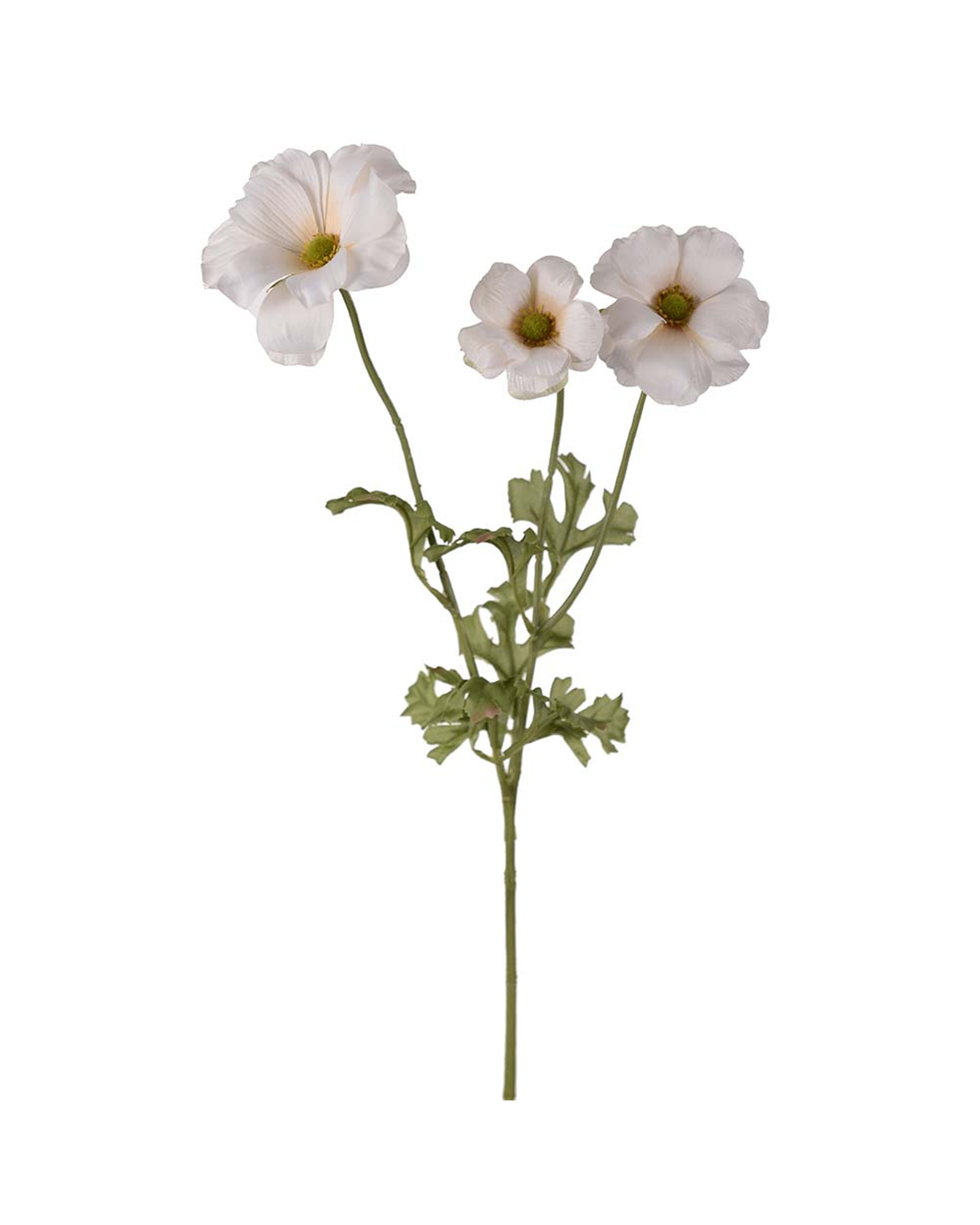 Vlinderranonkel snijbloem crème