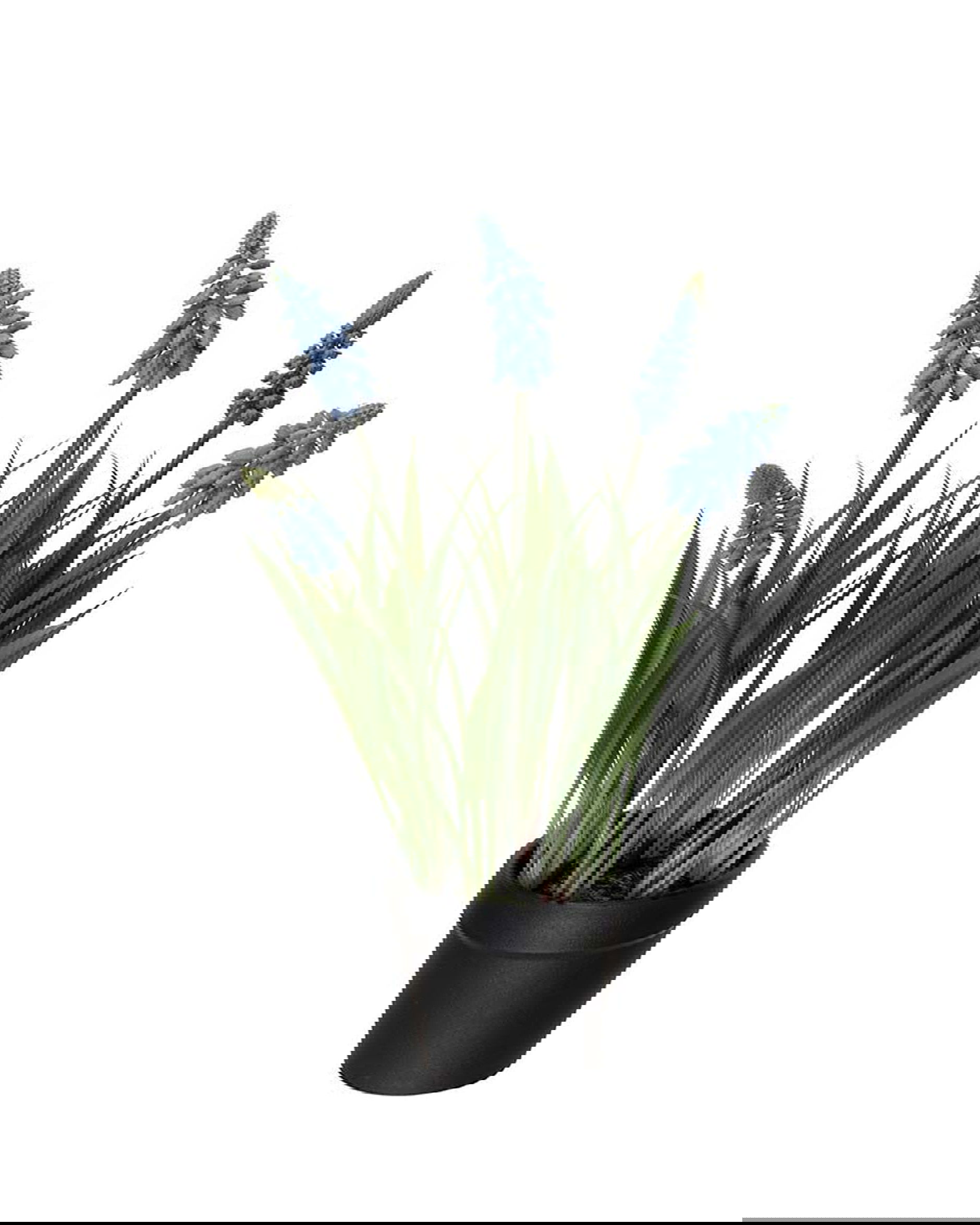 Parelhyacint potplant blauw